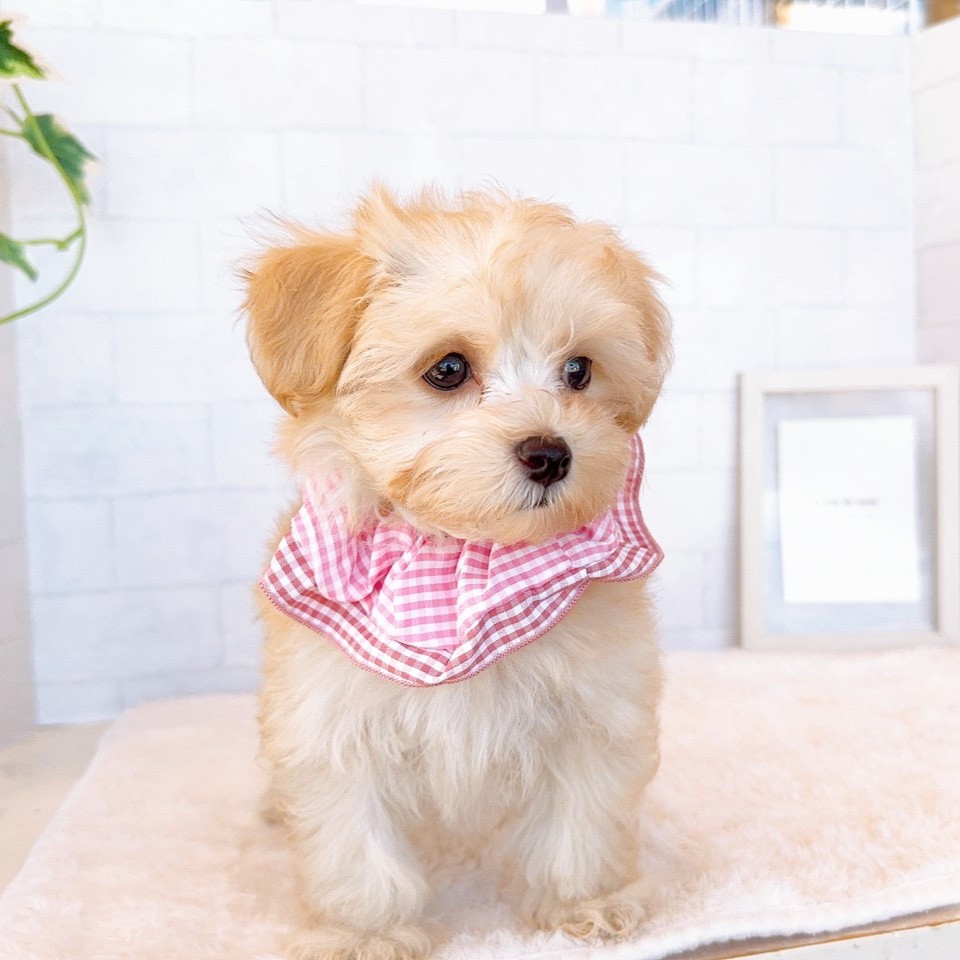 石川県のマルプー(マルチーズ×プードル) (犬の家＆猫の里金沢店/2026年2月19日生まれ/女の子/アプリコット)の子犬の3枚目の画像