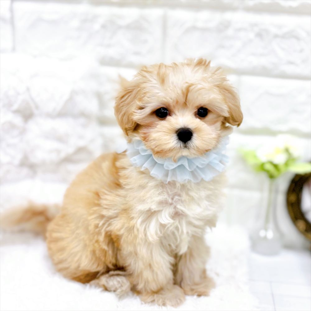 福井県のマルプー(マルチーズ×プードル) (犬の家＆猫の里アミーゴ福井大和田店/2026年2月19日生まれ/男の子/アプリコット)の子犬の3枚目の画像