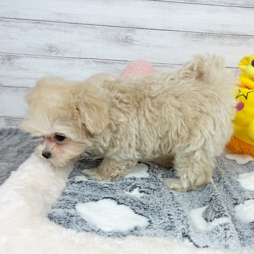 兵庫県のマルプー(マルチーズ×プードル) (犬の家＆猫の里川西店/2026年2月20日生まれ/男の子/クリーム)の子犬の3枚目の画像