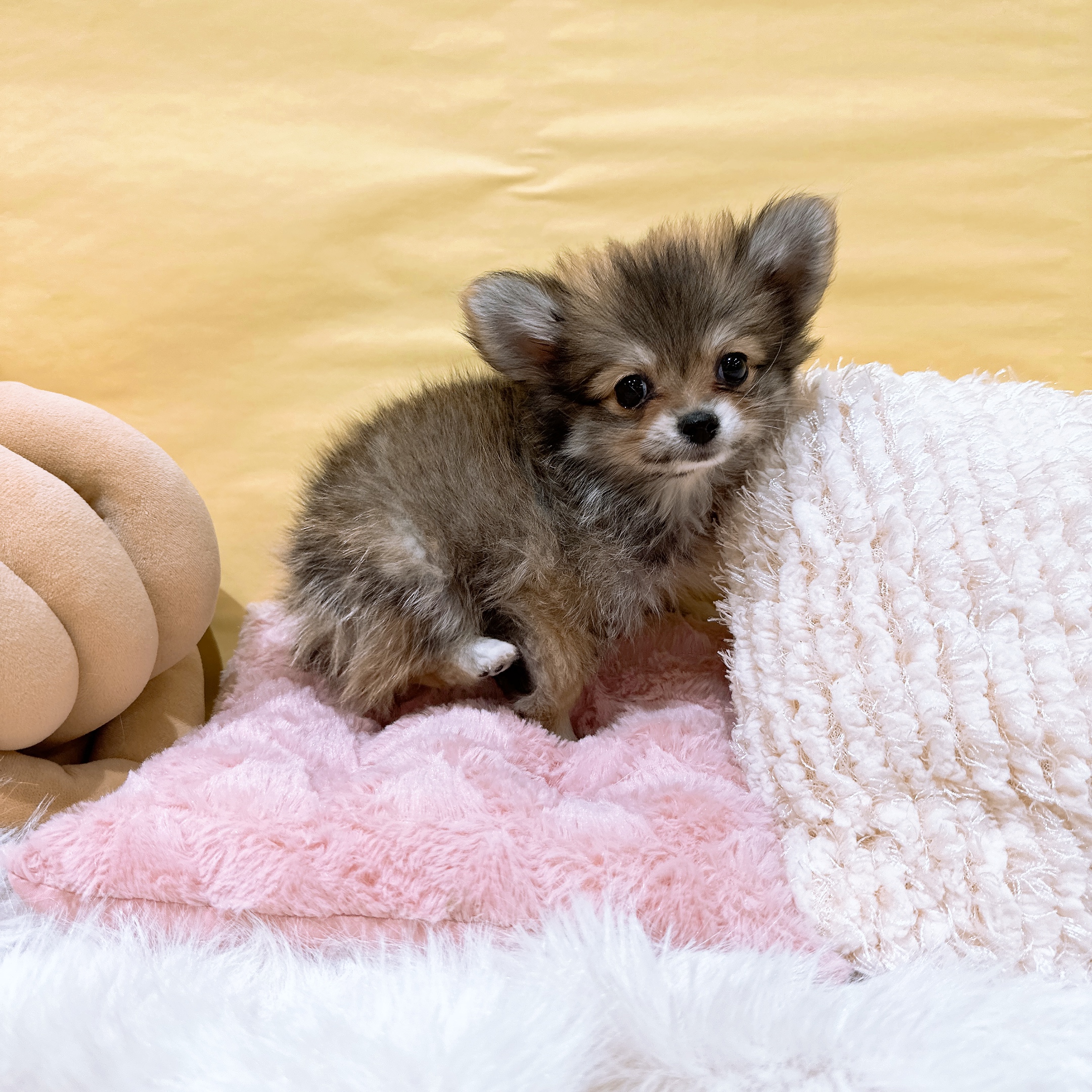 神奈川県のポメチワ/チワポメ/ポメチー(ポメラニアン×チワワ) (犬の家＆猫の里元住吉ブレーメン通り店/2026年2月21日生まれ/男の子/オレンジセーブル)の子犬の3枚目の画像