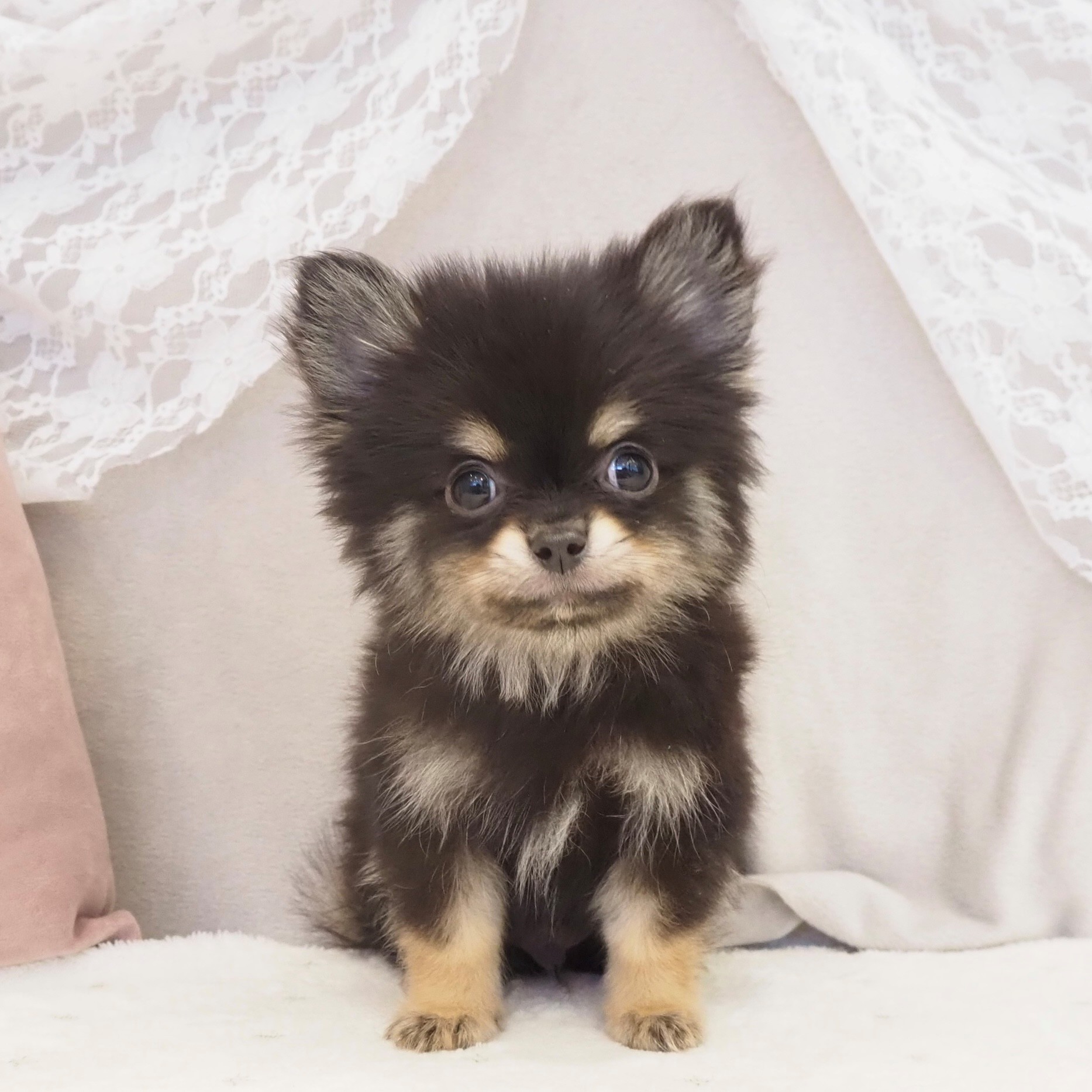 大阪府のポメチワ/チワポメ/ポメチー(ポメラニアン×チワワ) (犬の家＆猫の里もりのみやキューズモールBASE店/2026年2月21日生まれ/男の子/ブラックタン)の子犬の3枚目の画像