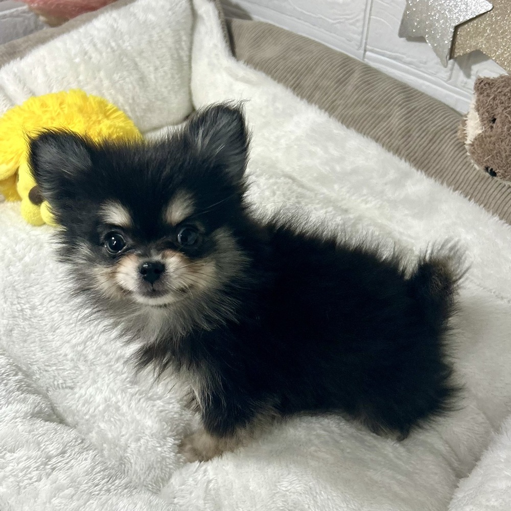 兵庫県のポメチワ/チワポメ/ポメチー(ポメラニアン×チワワ) (犬の家＆猫の里ニッケパークタウン加古川店/2026年2月21日生まれ/男の子/ブラッククリーム)の子犬の3枚目の画像