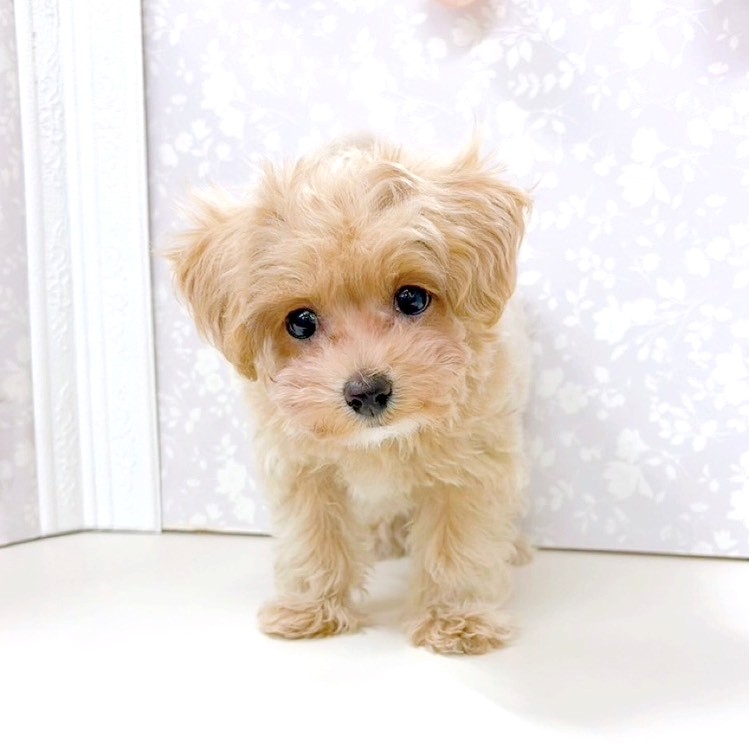 富山県のマルプー(マルチーズ×プードル) (犬の家＆猫の里アミーゴ高岡蓮花寺店/2026年2月19日生まれ/女の子/クリームホワイト)の子犬の3枚目の画像