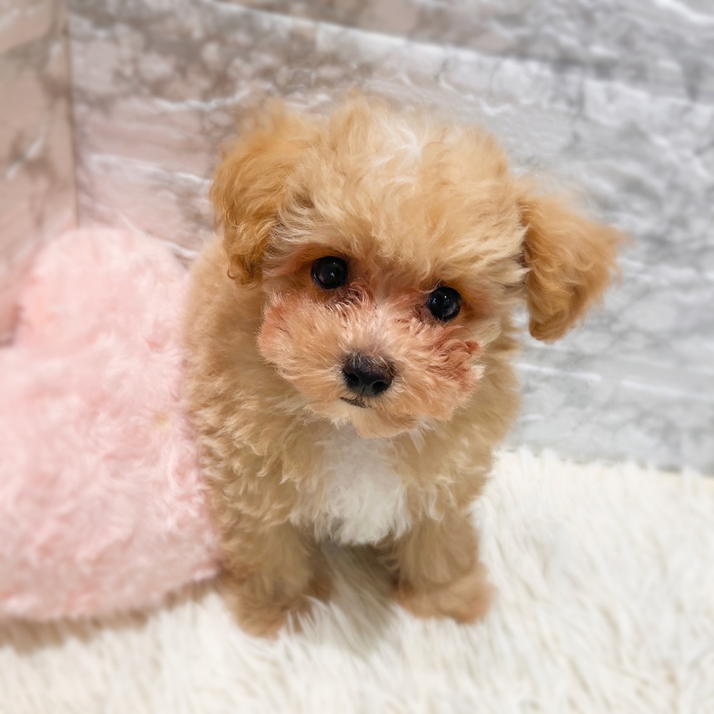 愛知県のマルプー(マルチーズ×プードル) (犬の家＆猫の里MiO香久山店/2026年2月19日生まれ/男の子/クリームホワイト)の子犬の3枚目の画像