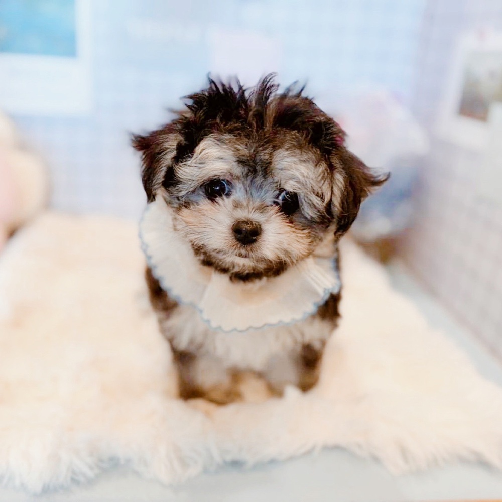 福井県のチワマル/マルチワ(チワワ×マルチーズ) (犬の家＆猫の里福井店/2026年2月22日生まれ/男の子/ブラッククリーム)の子犬の3枚目の画像