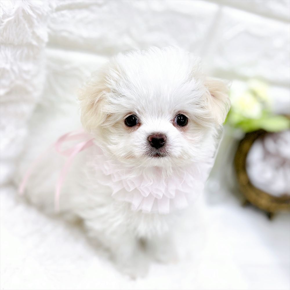 福井県のチワマル/マルチワ(チワワ×マルチーズ) (犬の家＆猫の里アミーゴ福井店/2026年2月22日生まれ/女の子/ホワイトクリーム)の子犬の3枚目の画像