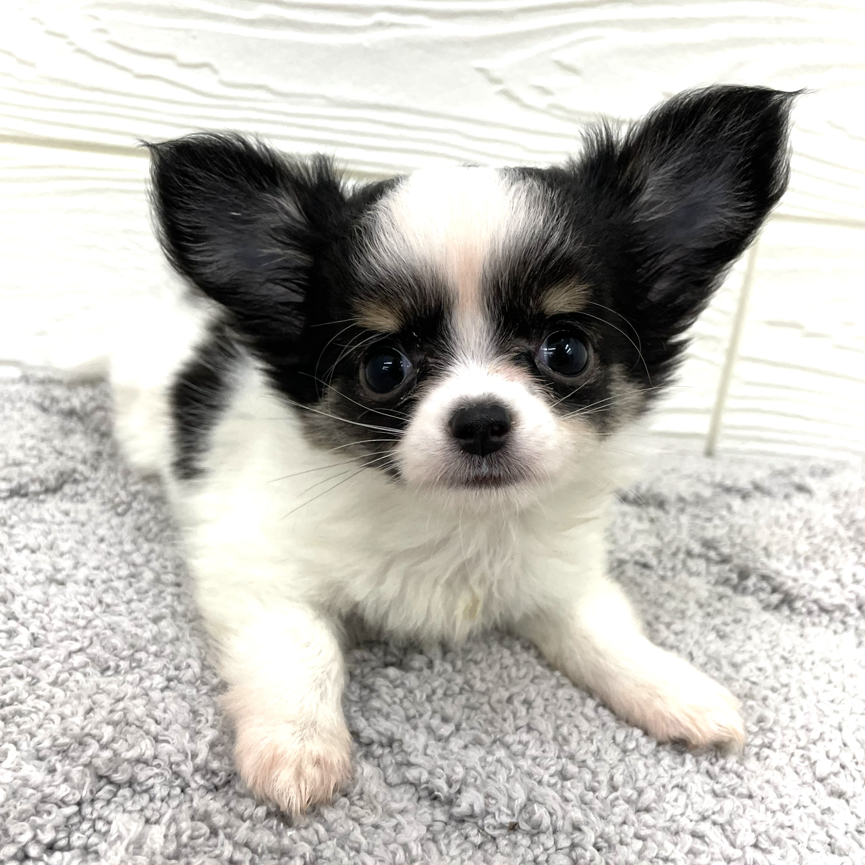 愛知県のチワワ(ロング) (犬の家＆猫の里七宝店/2026年2月22日生まれ/女の子/ホワイトブラックタン)の子犬の3枚目の画像