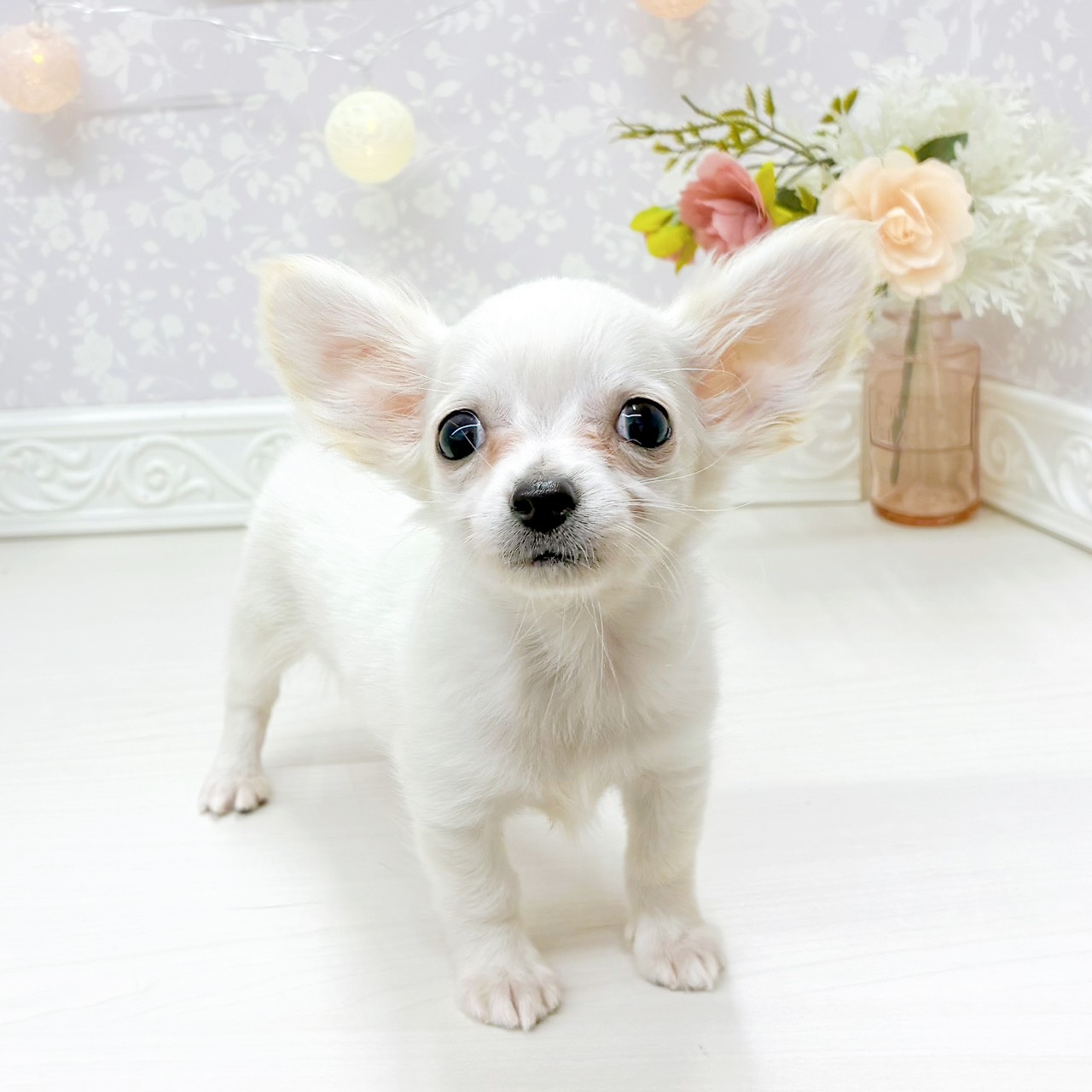 富山県のチワックス(チワワ×ダックス) (犬の家＆猫の里アミーゴ山室店/2026年2月6日生まれ/男の子/クリーム)の子犬の3枚目の画像