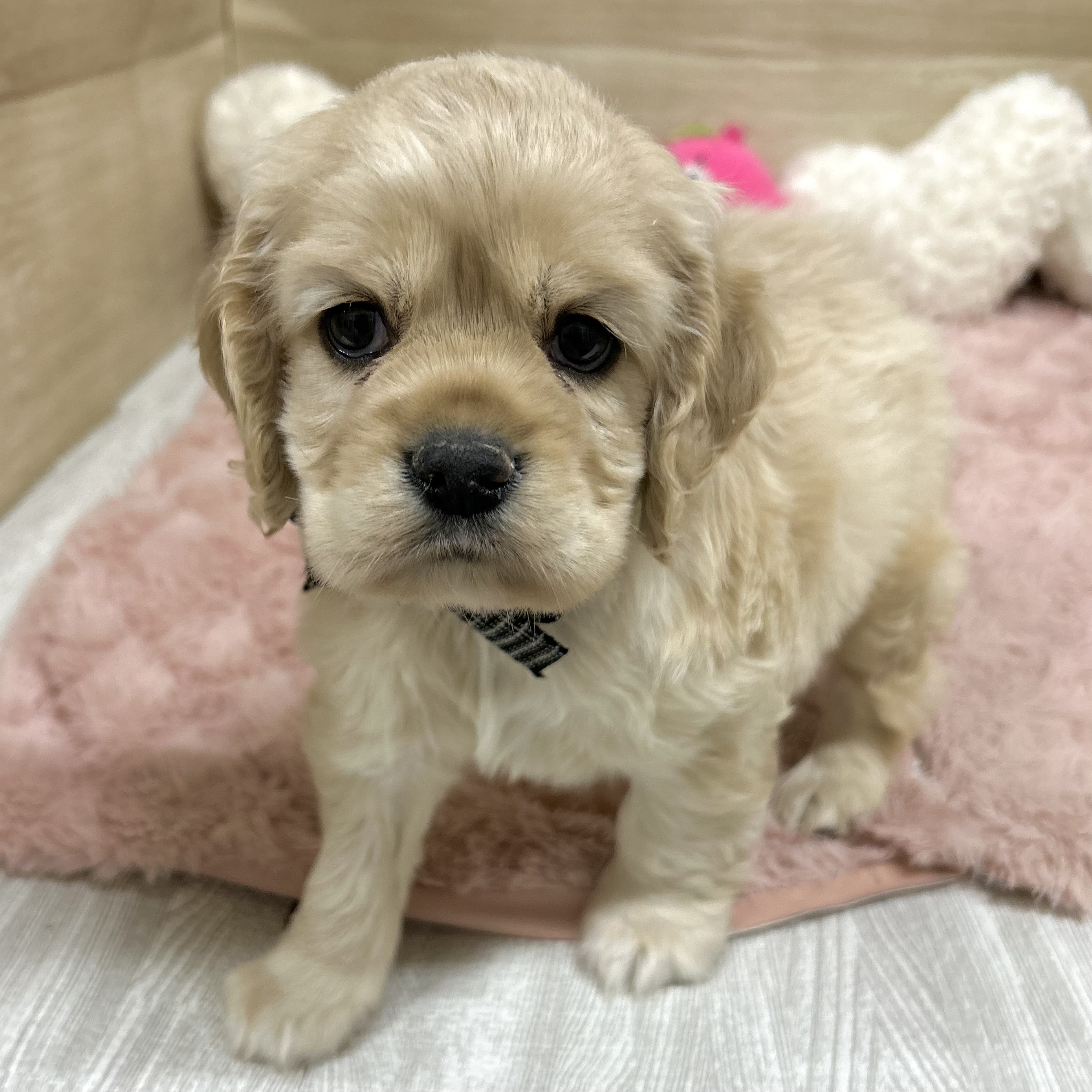 大阪府のアメリカンコッカースパニエル (犬の家＆猫の里そよら東岸和田店/2026年2月22日生まれ/男の子/バフ)の子犬の3枚目の画像