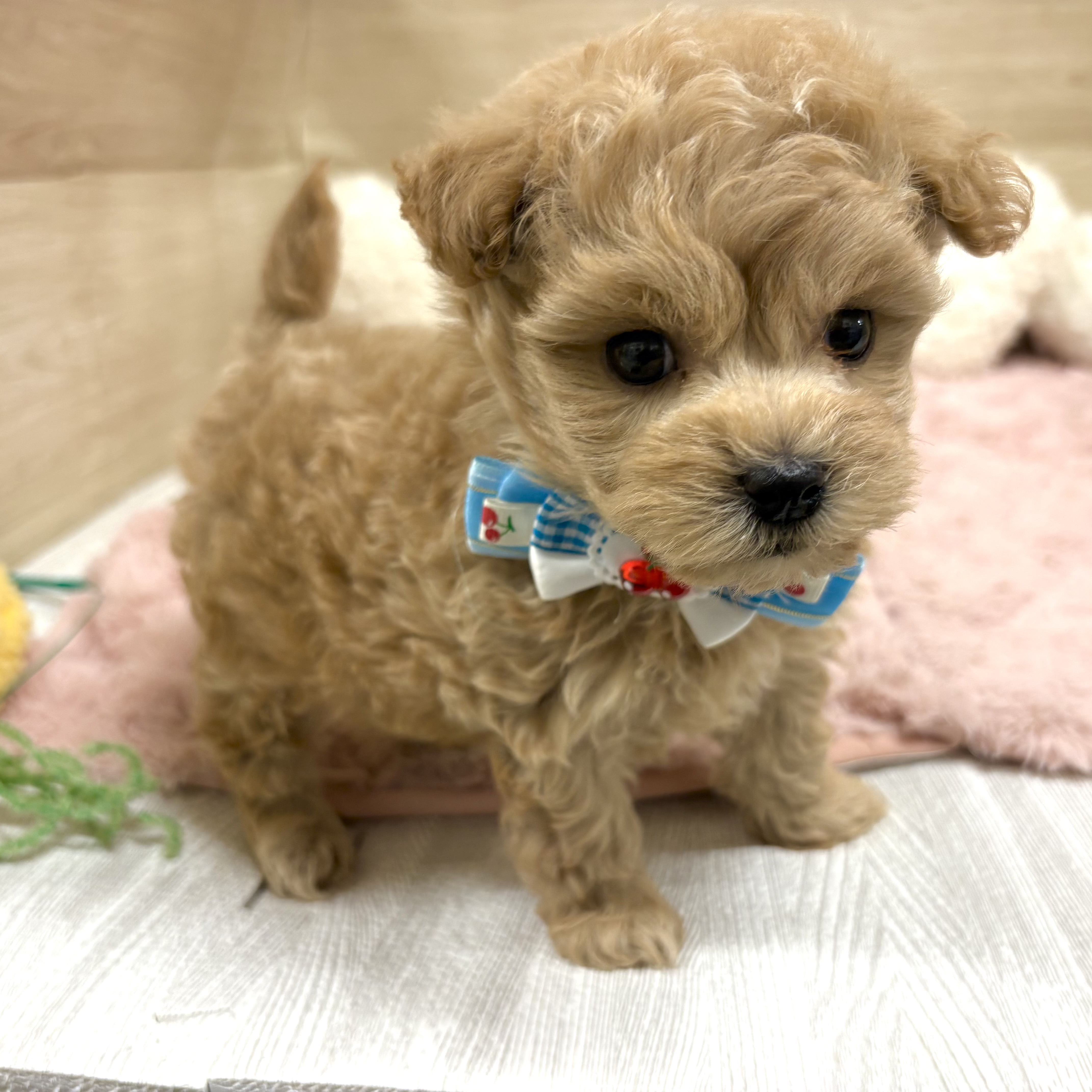 大阪府のマルプー(マルチーズ×プードル) (犬の家＆猫の里そよら東岸和田店/2026年2月21日生まれ/男の子/クリーム)の子犬の3枚目の画像