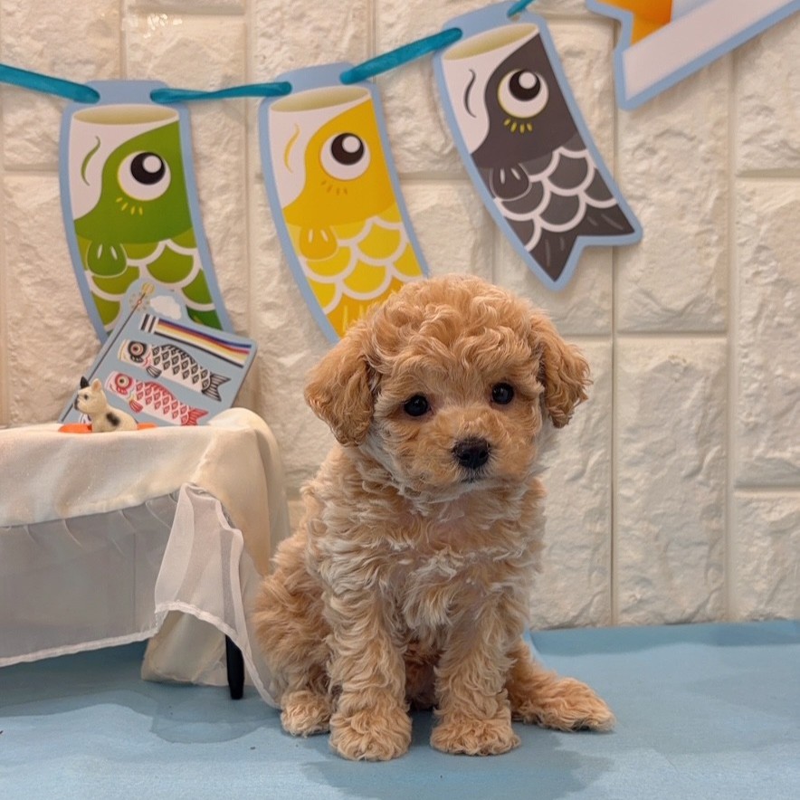 ハーフ犬女の子の写真