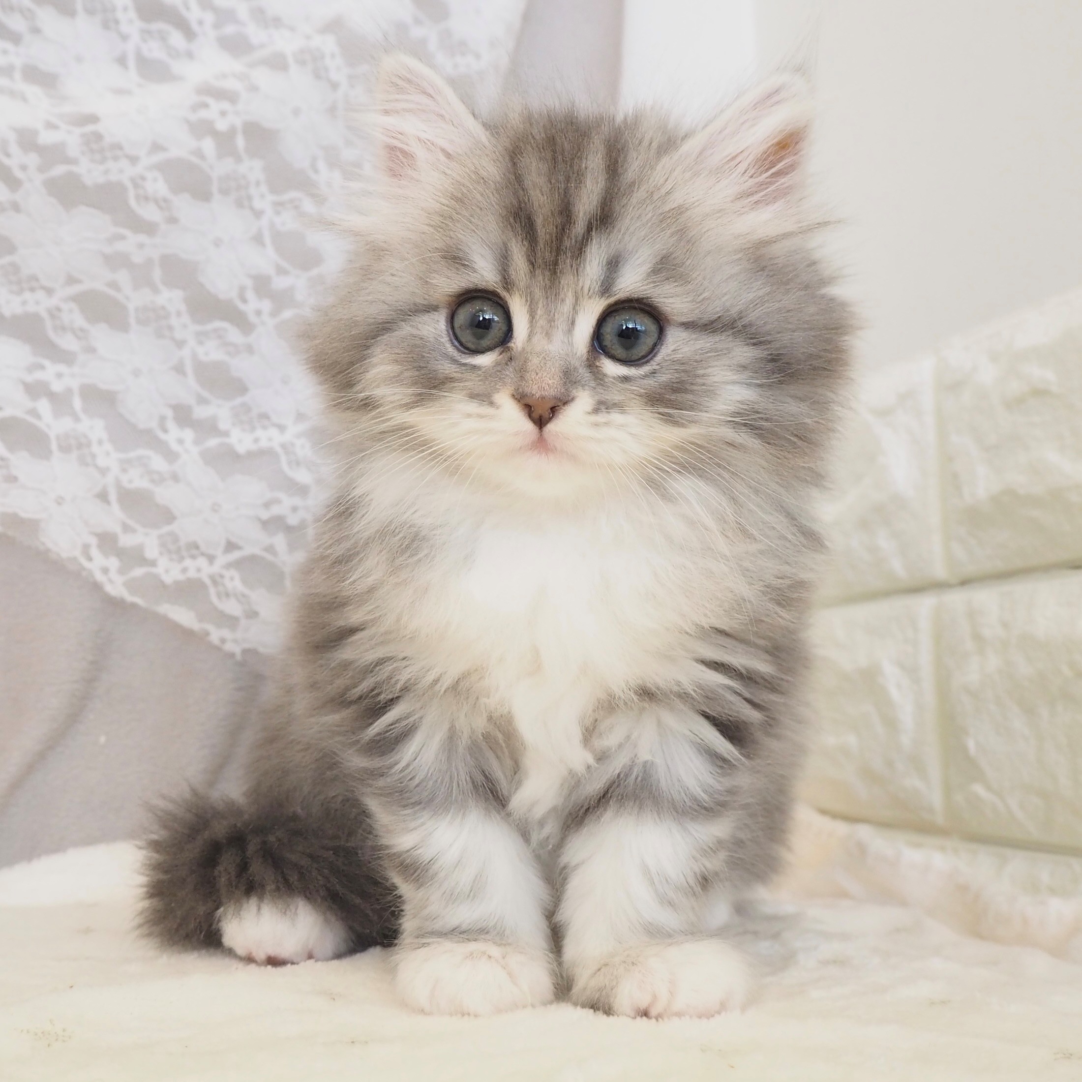 大阪府のミヌエット (犬の家＆猫の里もりのみやキューズモールBASE店/2026年2月22日生まれ/男の子/ブルークラシックタビーホワイト)の子猫の3枚目の画像