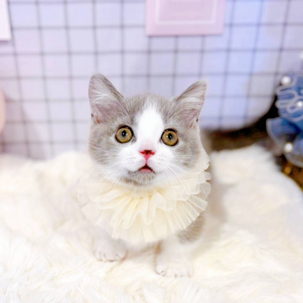 福井県のマンチカン (犬の家＆猫の里福井店/2026年2月6日生まれ/女の子/ブルーホワイト)の子猫の3枚目の画像