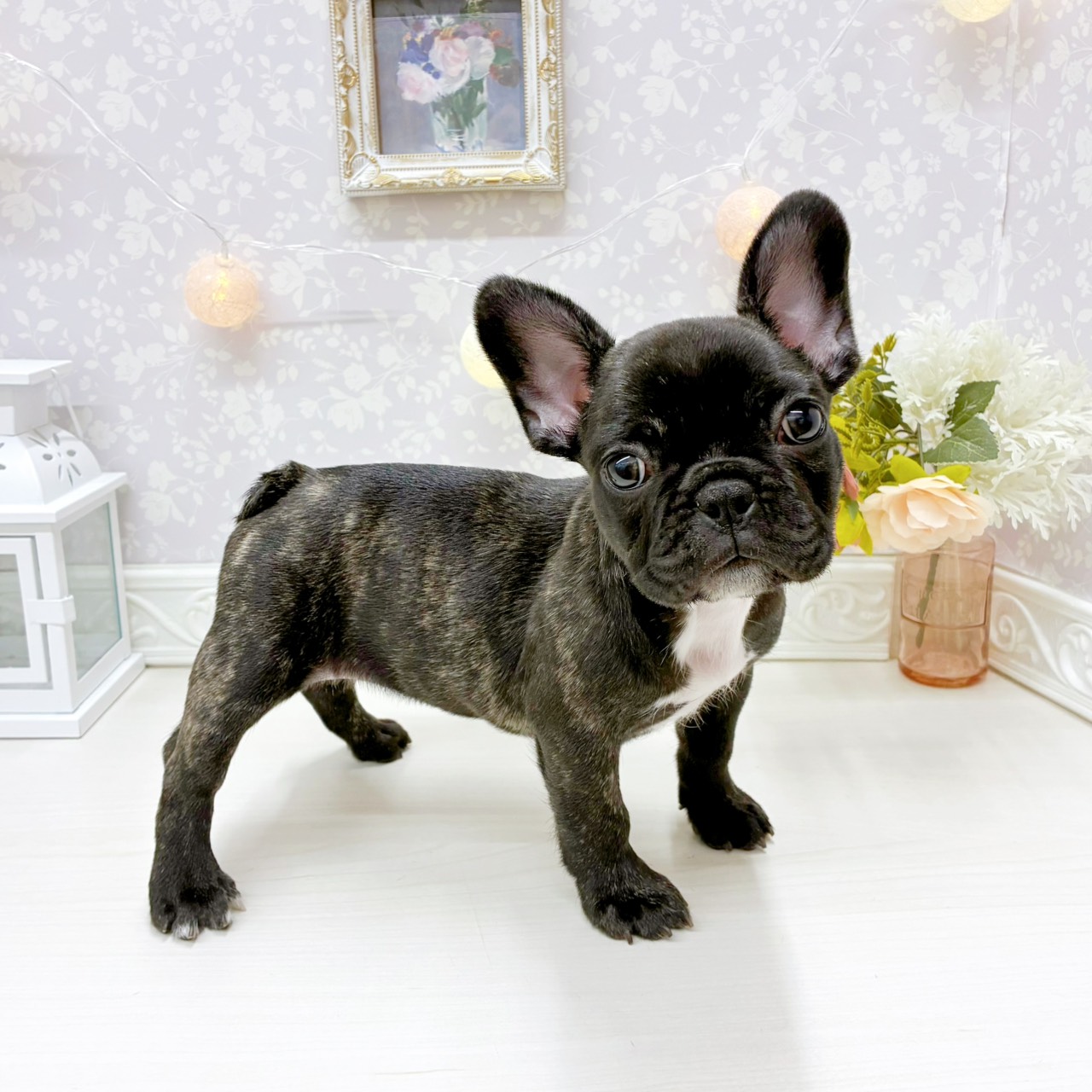 富山県のフレンチブルドッグ (犬の家＆猫の里アミーゴ山室店/2026年2月21日生まれ/女の子/ブリンドル)の子犬の3枚目の画像