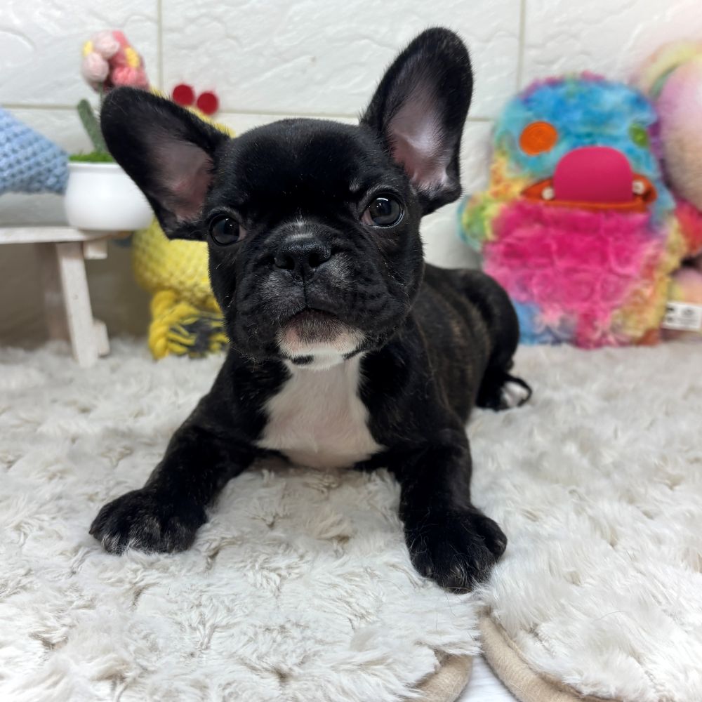 兵庫県のフレンチブルドッグ (犬の家＆猫の里ゆめタウン姫路店/2026年2月21日生まれ/男の子/ブリンドル)の子犬の3枚目の画像