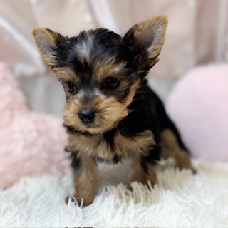 兵庫県のヨークシャーテリア (犬の家＆猫の里カナート西神戸店/2026年2月21日生まれ/女の子/スチールブルータン)の子犬の3枚目の画像