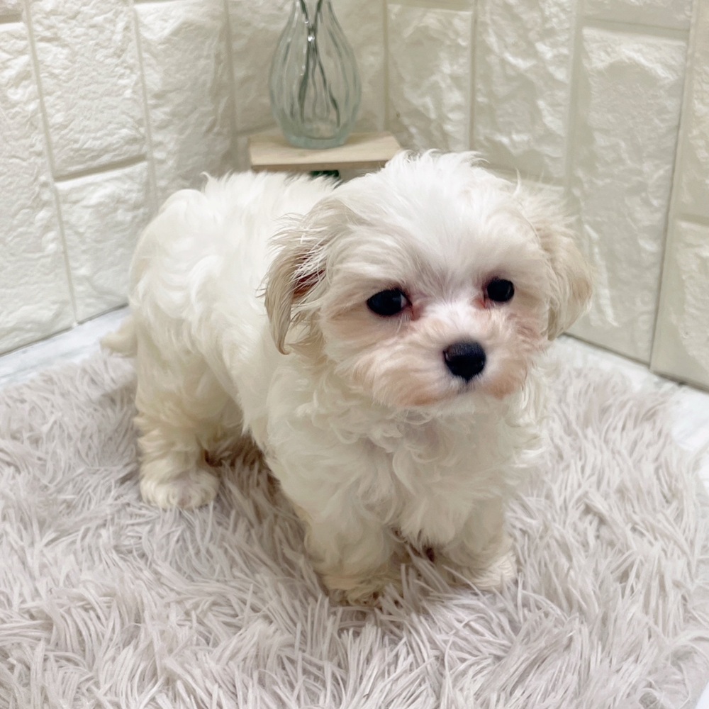 岡山県のマルチーズ (犬の家＆猫の里岡山店/2026年2月15日生まれ/女の子/ホワイト)の子犬の3枚目の画像