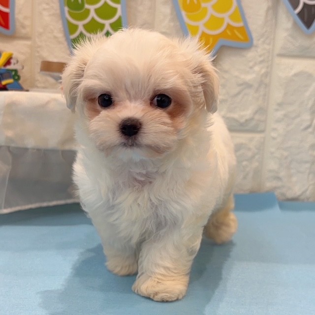 岡山県のマルチーズ (犬の家＆猫の里倉敷店/2026年2月15日生まれ/女の子/ホワイト)の子犬の3枚目の画像