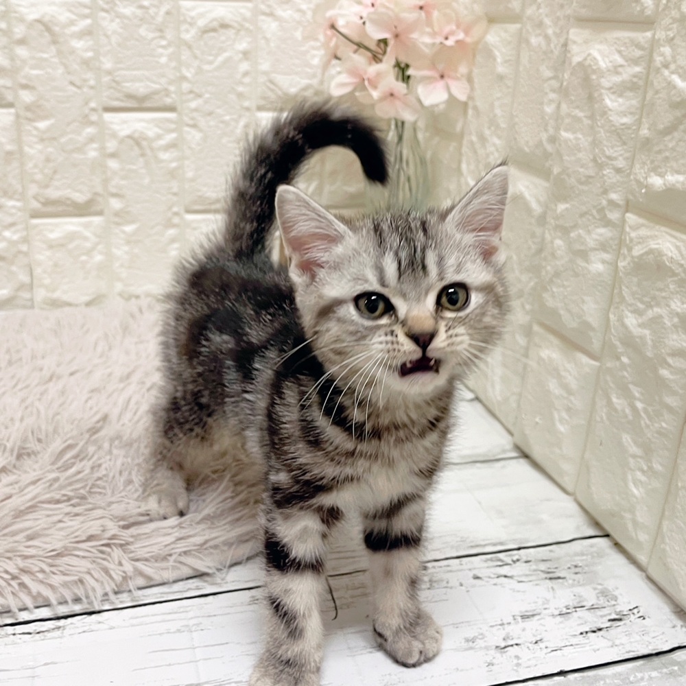 岡山県のアメリカンショートヘアー (犬の家＆猫の里岡山店/2026年2月18日生まれ/女の子/シルバータビー)の子猫の3枚目の画像