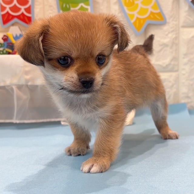 岡山県のハーフ犬・ミックス犬 (犬の家＆猫の里倉敷店/2026年2月22日生まれ/男の子/フォーンホワイト)の子犬の3枚目の画像