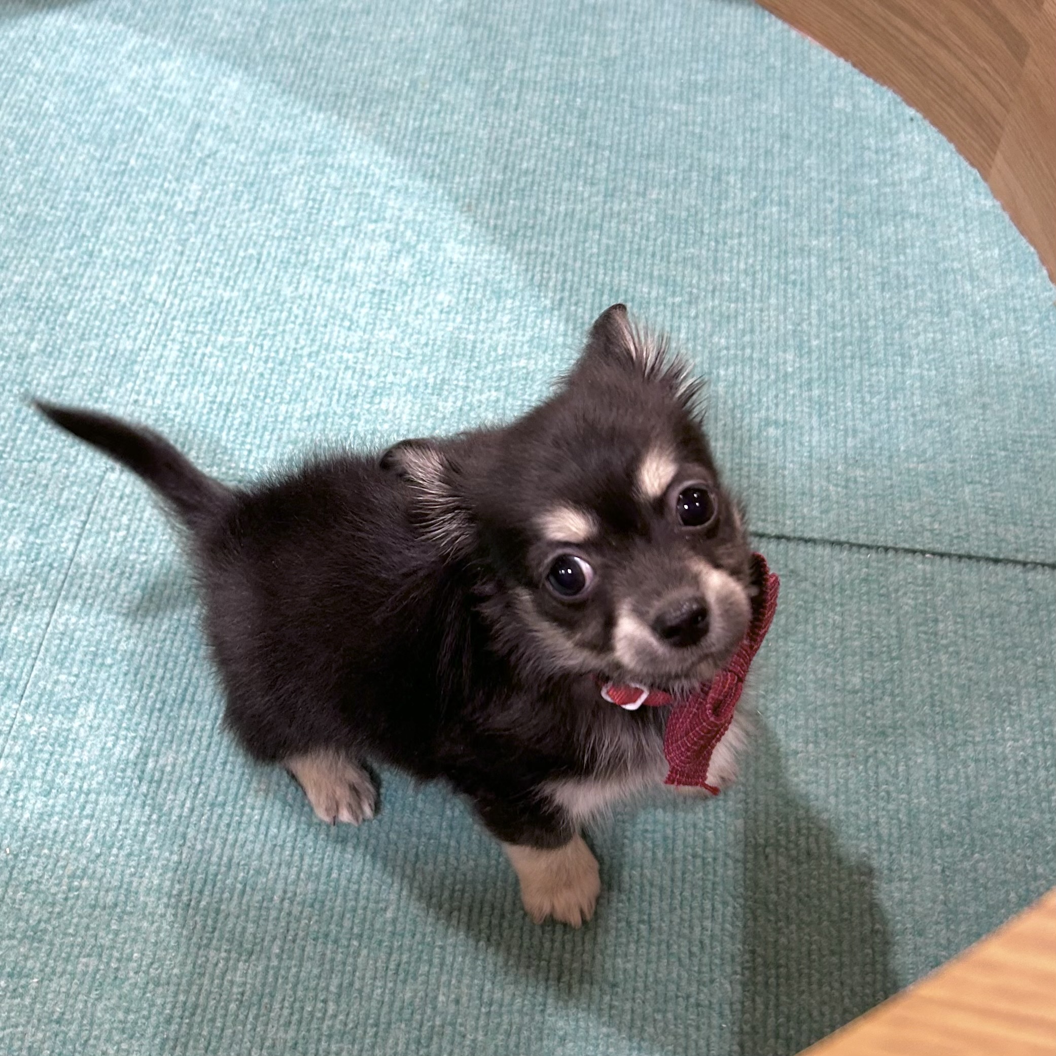 大阪府のチワックス(チワワ×ダックス) (犬の家＆猫の里そよら東岸和田店/2026年2月21日生まれ/男の子/ブラックタン)の子犬の3枚目の画像