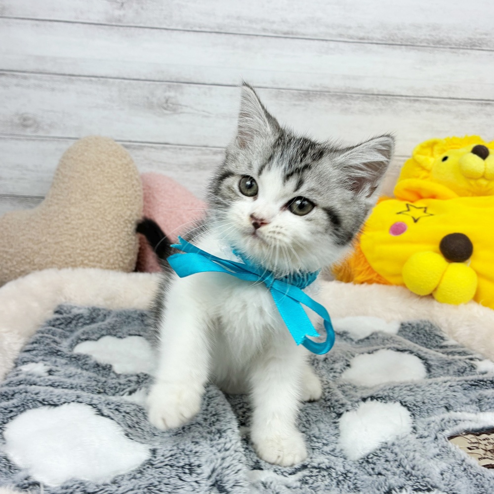 兵庫県のスコティッシュストレート (犬の家＆猫の里川西店/2026年2月16日生まれ/男の子/シルバータビーホワイト)の子猫の3枚目の画像