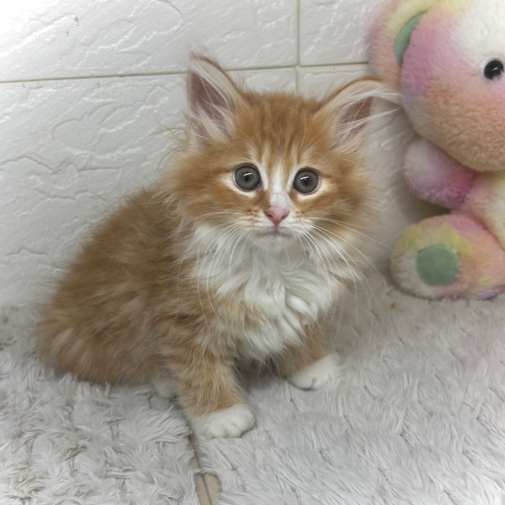 兵庫県のノルウェージャンフォレストキャット (犬の家＆猫の里ゆめタウン姫路店/2026年2月22日生まれ/女の子/レッドタビーホワイト)の子猫の3枚目の画像