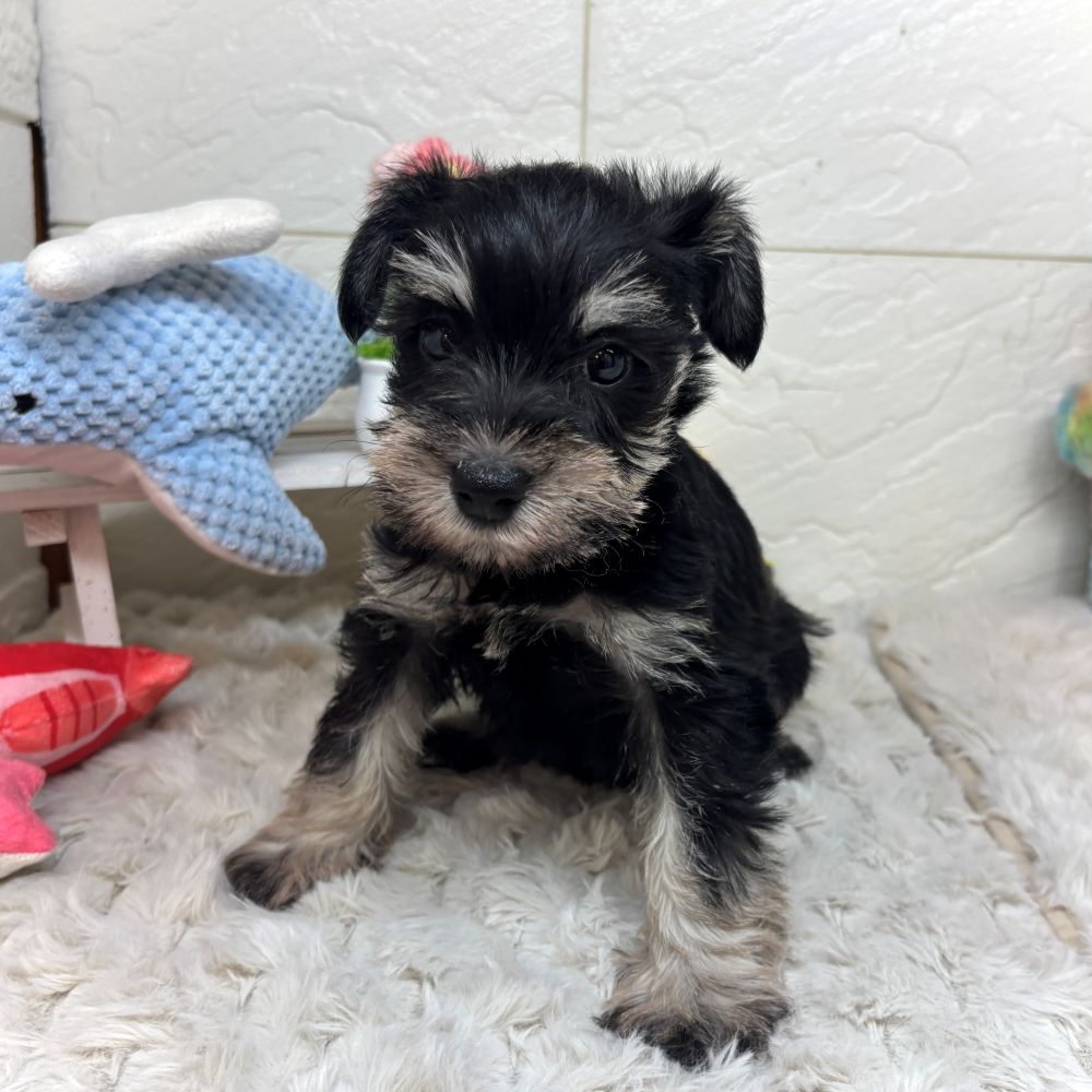 兵庫県のミニチュアシュナウザー (犬の家＆猫の里ゆめタウン姫路店/2026年2月21日生まれ/女の子/ブラックシルバー)の子犬の3枚目の画像