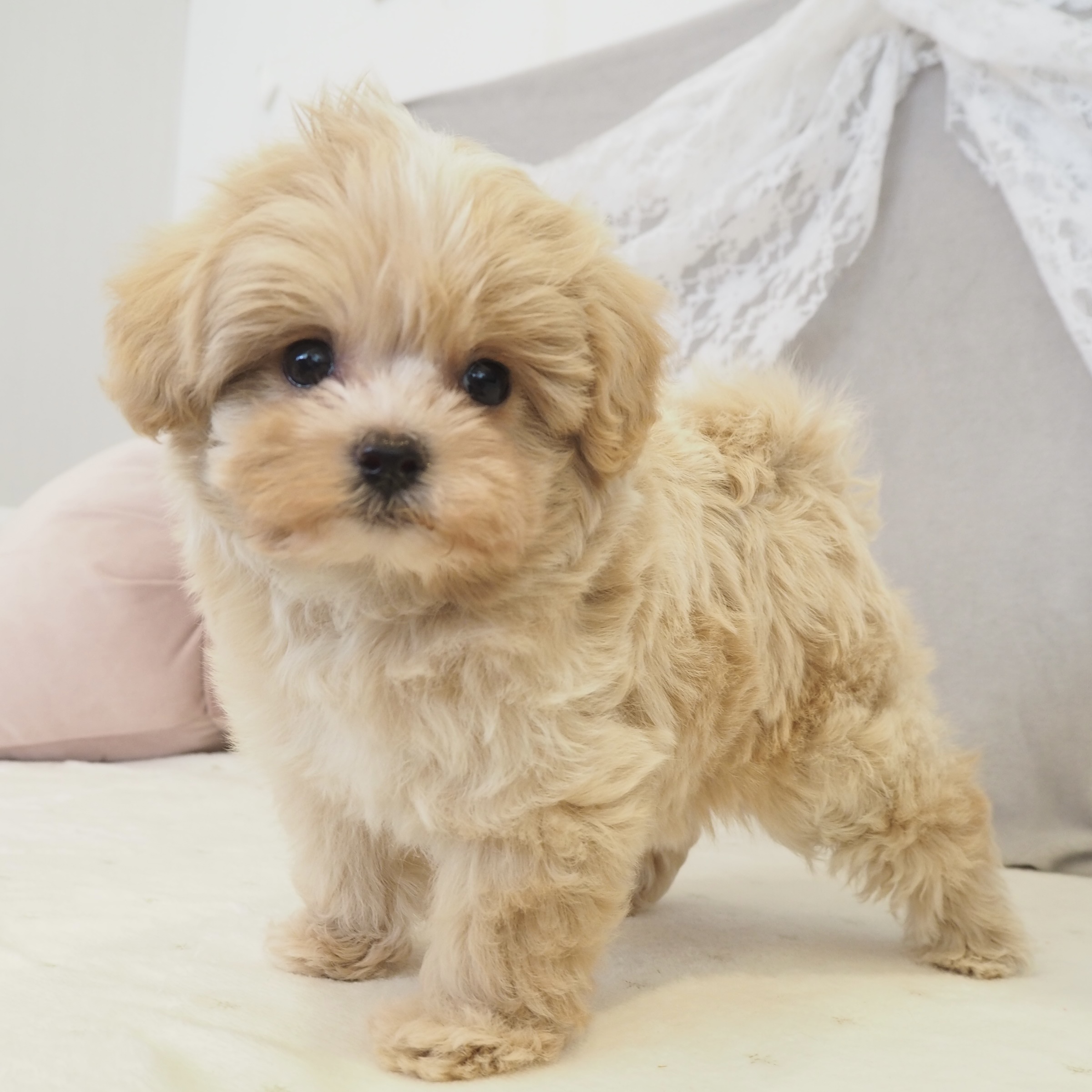 大阪府のポメプー(ポメラニアン×プードル) (犬の家＆猫の里もりのみやキューズモールBASE店/2026年2月19日生まれ/女の子/クリーム)の子犬の3枚目の画像