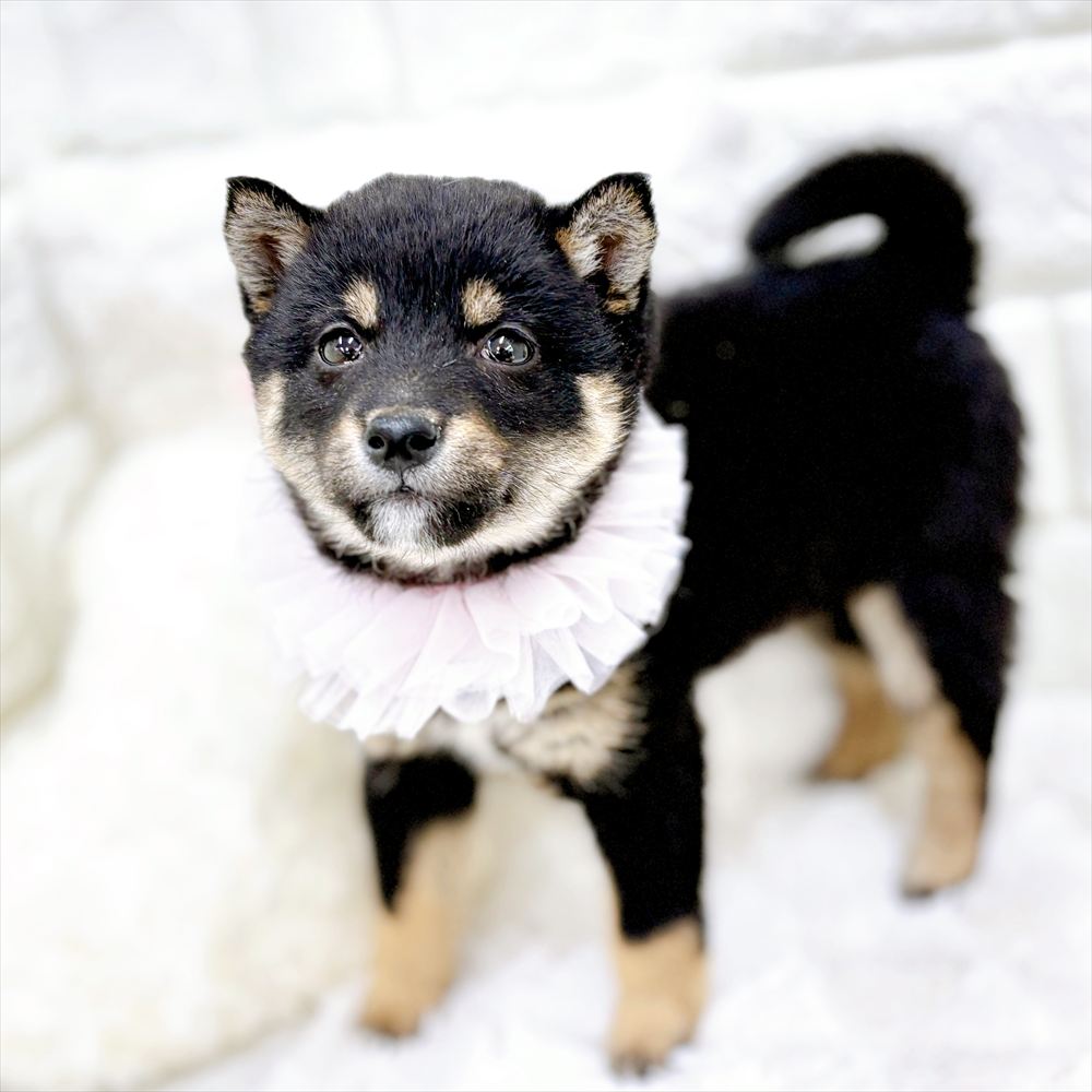 福井県の豆柴 (犬の家＆猫の里アミーゴ福井店/2026年2月22日生まれ/女の子/黒)の子犬の3枚目の画像