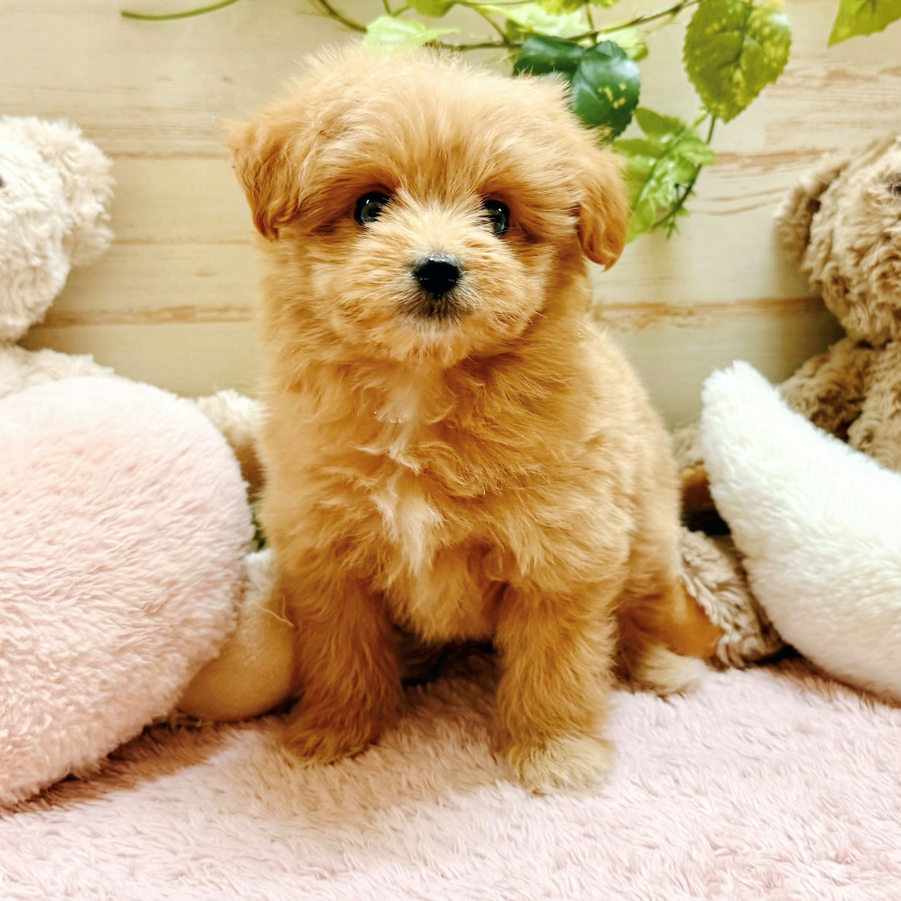 兵庫県のポメプー(ポメラニアン×プードル) (犬の家＆猫の里神戸店/2026年2月20日生まれ/女の子/クリーム)の子犬の3枚目の画像