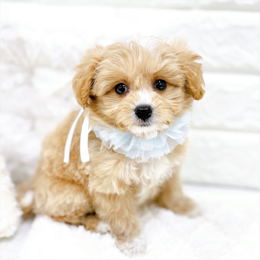 福井県のポメプー(ポメラニアン×プードル) (犬の家＆猫の里アミーゴ福井店/2026年2月20日生まれ/男の子/クリームホワイト)の子犬の3枚目の画像