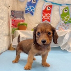 岡山県のミニチュアダックスフンド(ロング) (犬の家＆猫の里倉敷店/2026年2月21日生まれ/女の子/レッド)の子犬の1枚目の画像