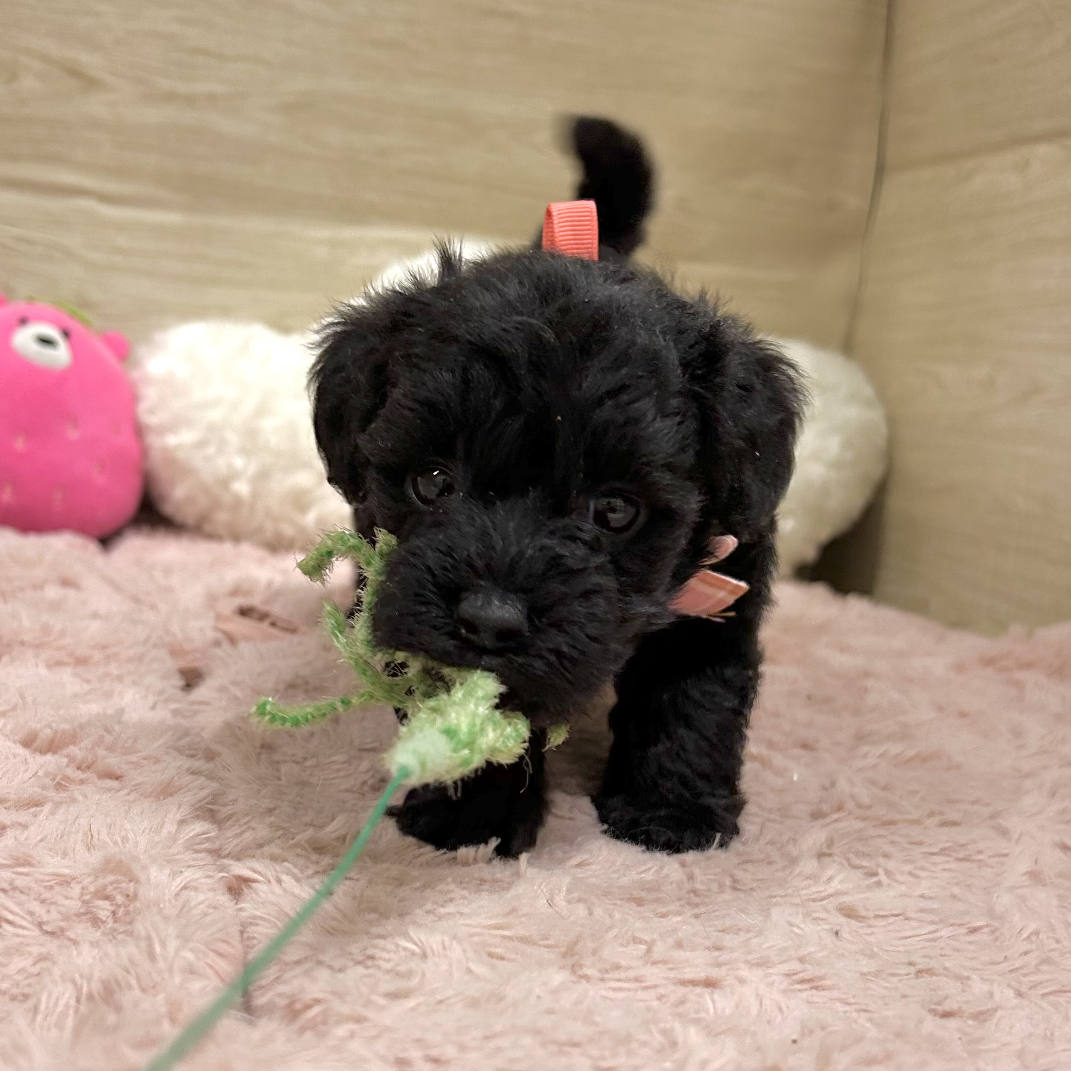 大阪府のハーフ犬・ミックス犬 (犬の家＆猫の里そよら東岸和田店/2026年2月21日生まれ/女の子/ブラック)の子犬の3枚目の画像