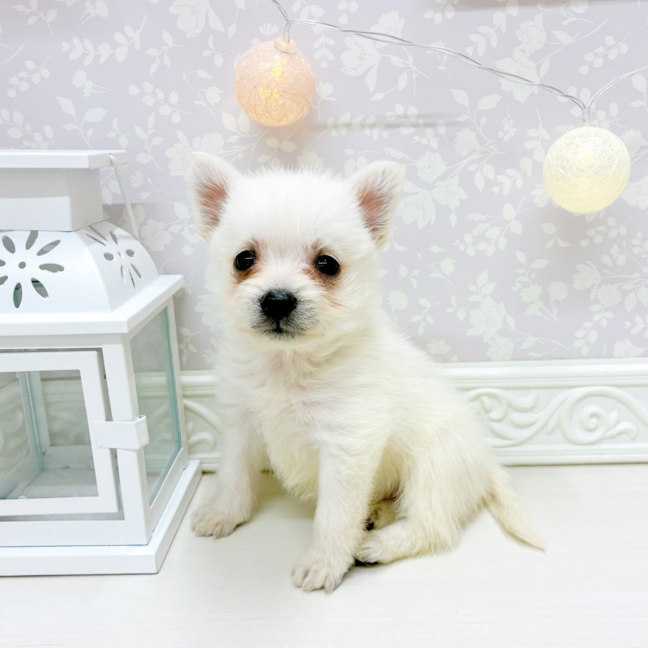 富山県のポメシュナ/シュナポメ(ポメラニアン×シュナウザー) (犬の家＆猫の里アミーゴ山室店/2026年2月22日生まれ/女の子/クリーム)の子犬の3枚目の画像