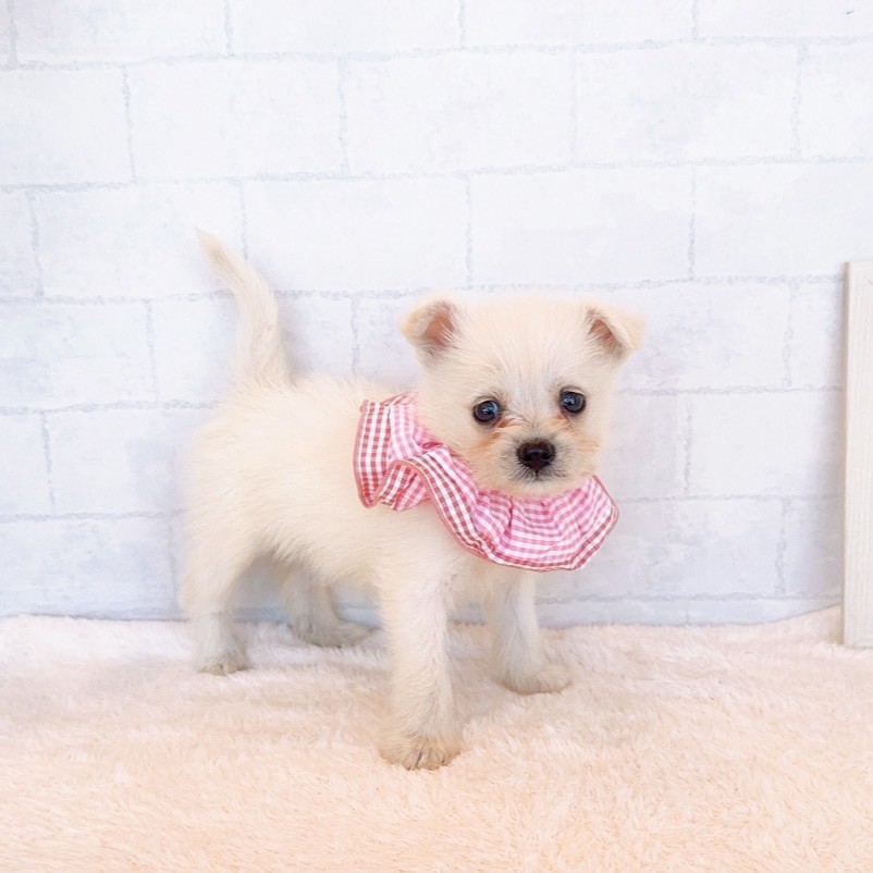 石川県のポメシュナ/シュナポメ(ポメラニアン×シュナウザー) (犬の家＆猫の里金沢店/2026年2月22日生まれ/女の子/クリーム)の子犬の3枚目の画像