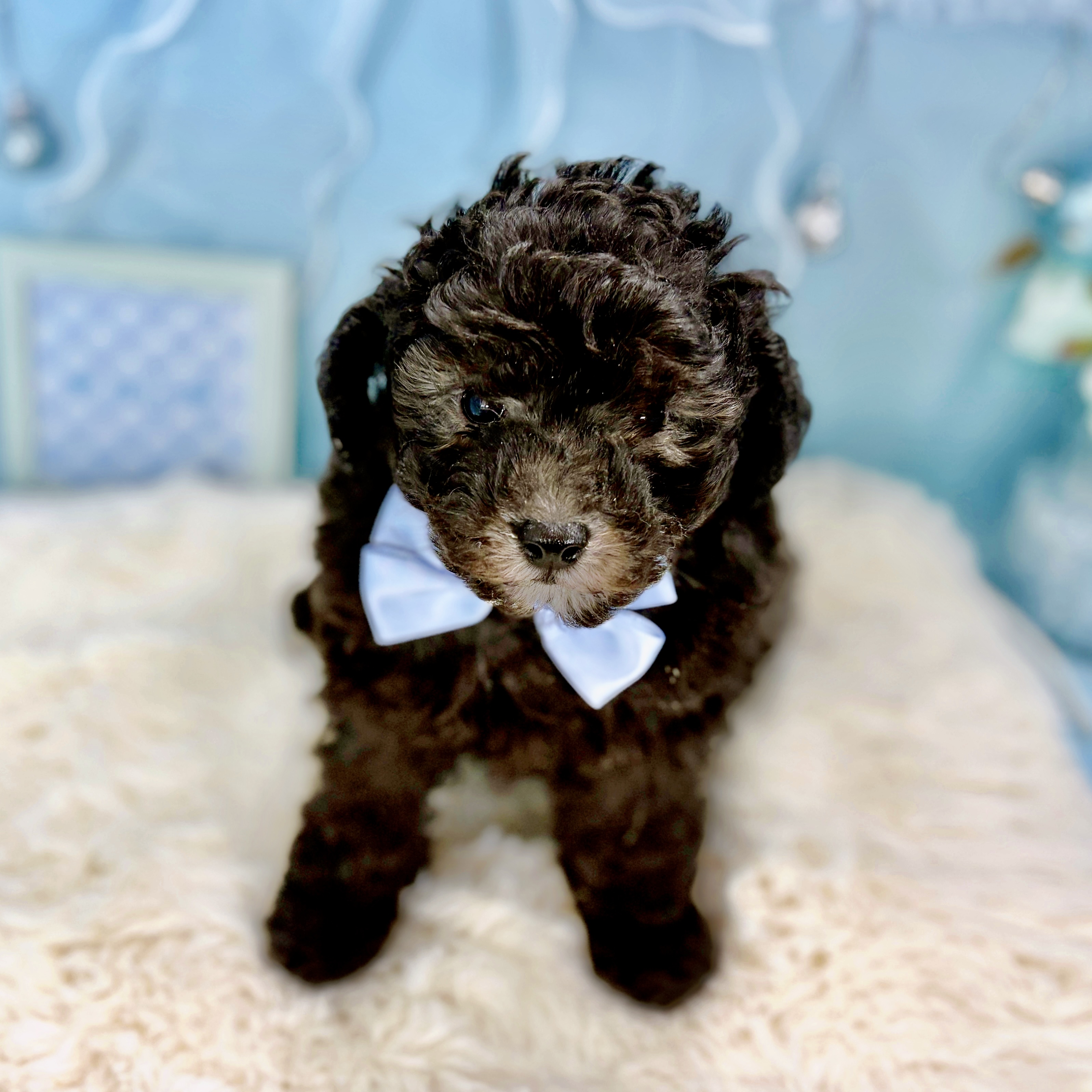 福井県のトイプードル(トイ) (犬の家＆猫の里アミーゴ福井大和田店/2026年2月22日生まれ/男の子/グレー)の子犬の3枚目の画像