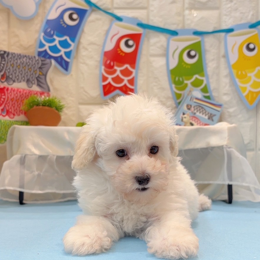 岡山県のトイプードル(トイ) (犬の家＆猫の里倉敷店/2026年2月22日生まれ/男の子/ペールフォーン)の子犬の1枚目の画像