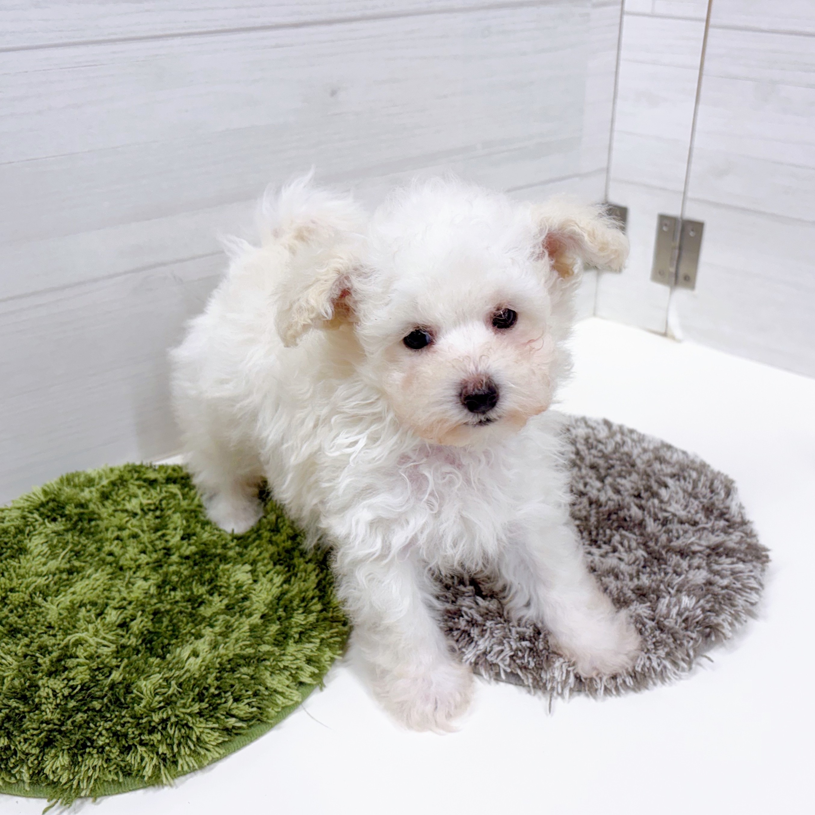 石川県のトイプードル(トイ) (犬の家＆猫の里アミーゴ金沢おこばた店/2026年2月22日生まれ/男の子/ペールフォーン)の子犬の3枚目の画像