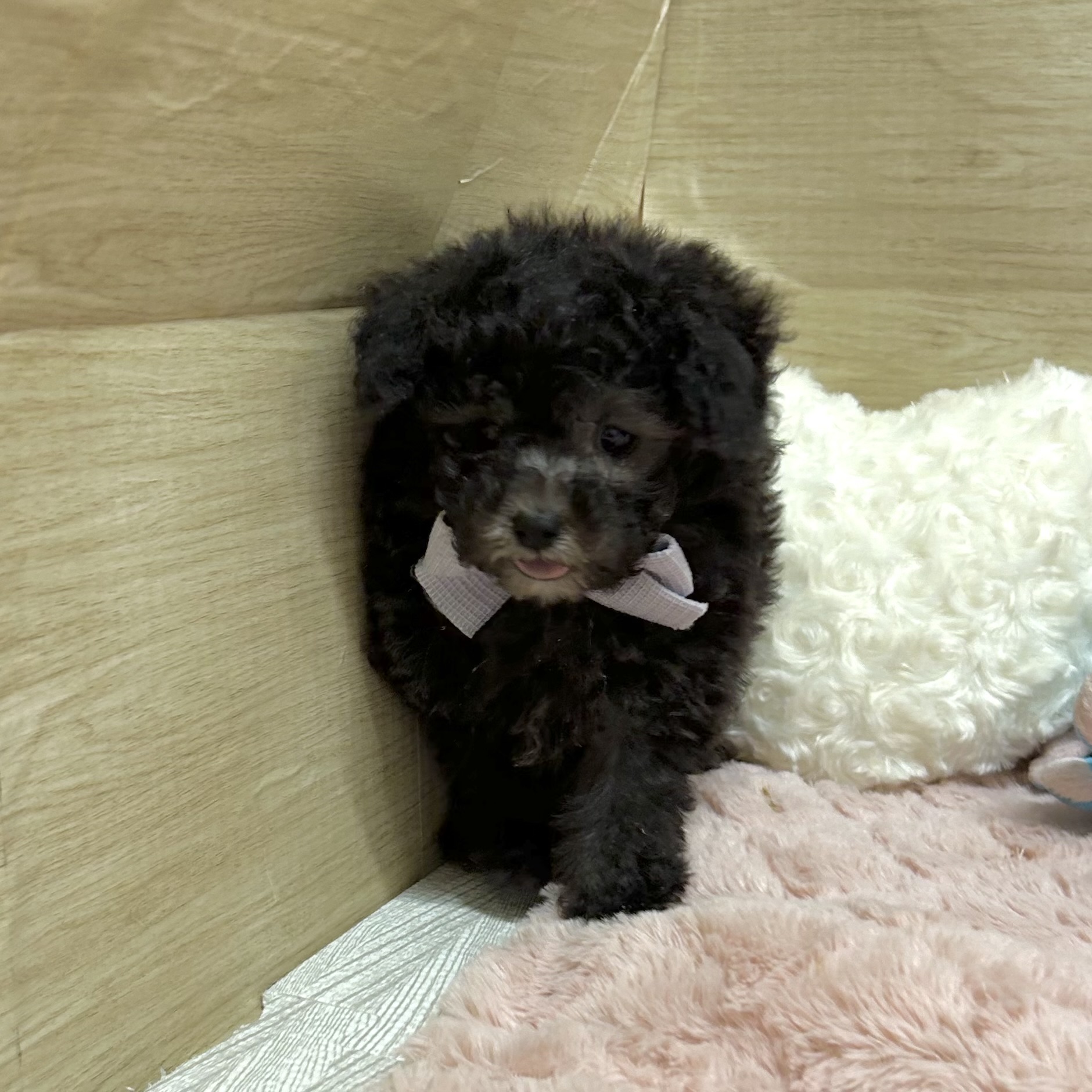 大阪府のトイプードル(タイニー) (犬の家＆猫の里そよら東岸和田店/2026年2月22日生まれ/女の子/グレー)の子犬の3枚目の画像