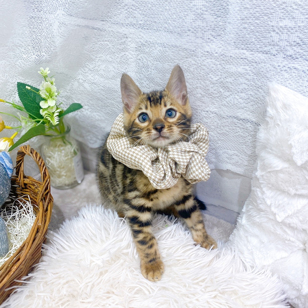 滋賀県のベンガル (犬の家＆猫の里長浜店/2026年2月16日生まれ/男の子/ブラウンスポットタビー)の子猫の3枚目の画像
