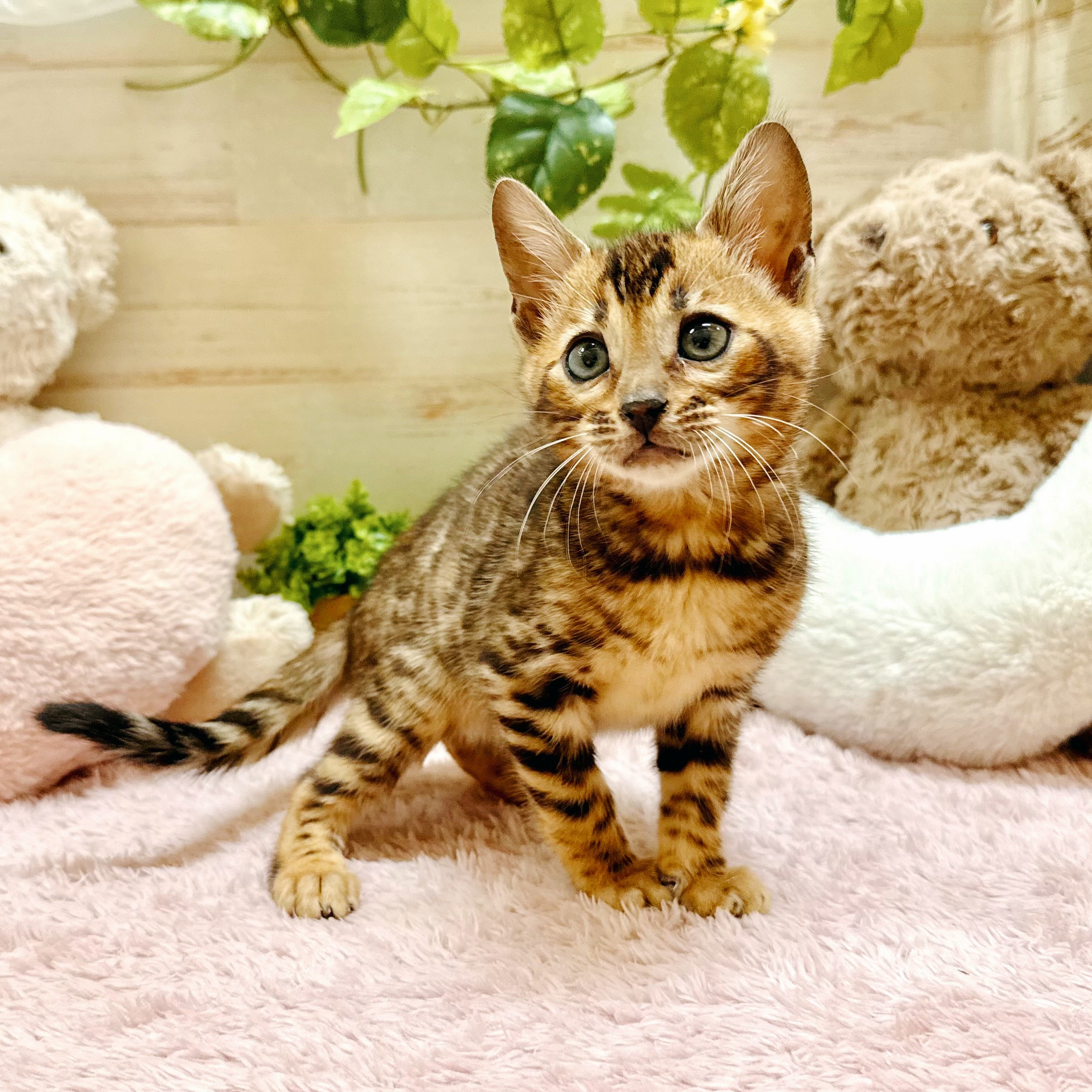 兵庫県のベンガル (犬の家＆猫の里神戸店/2026年2月16日生まれ/女の子/ブラウンスポットタビー)の子猫の3枚目の画像