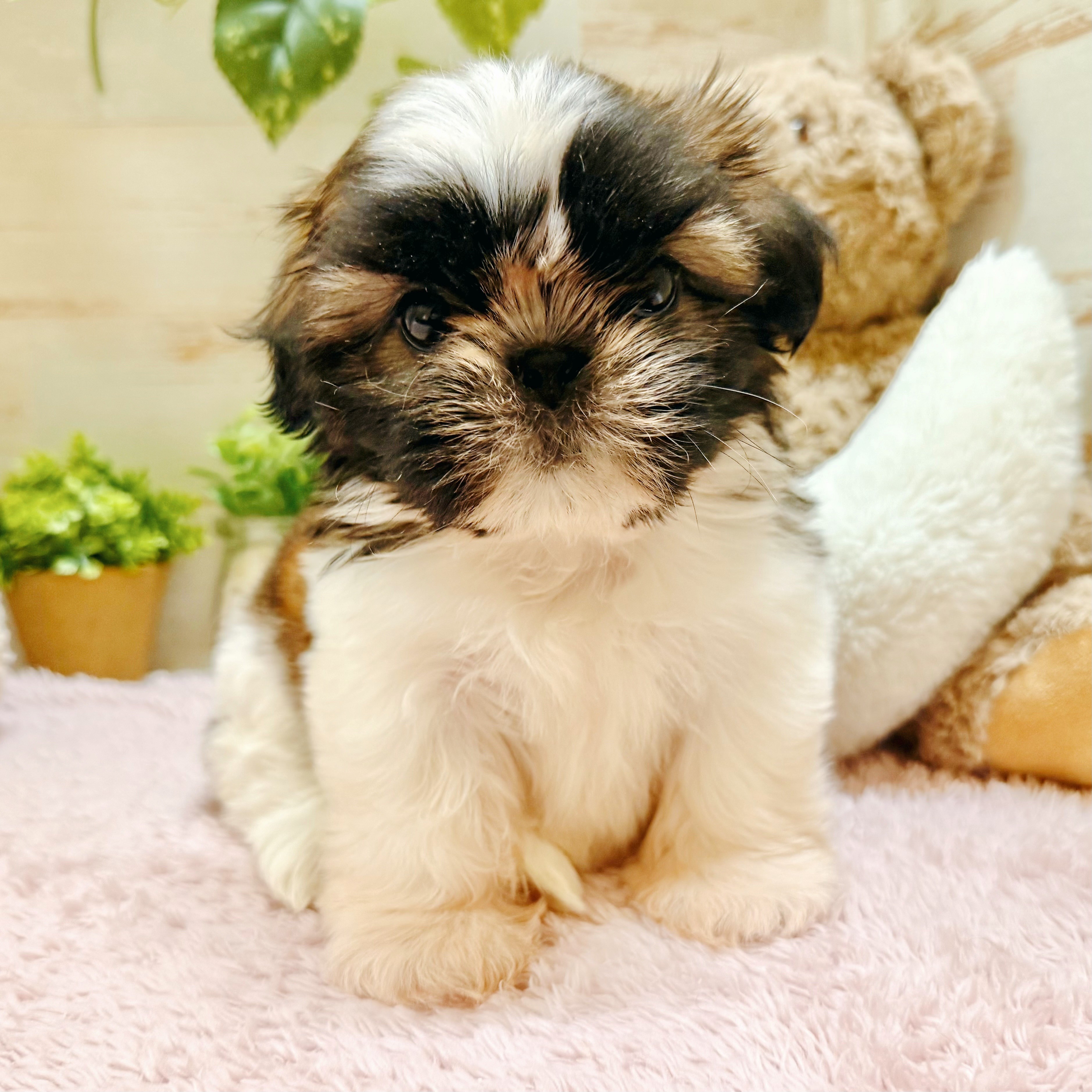 兵庫県のシーズー (犬の家＆猫の里神戸店/2026年2月21日生まれ/女の子/ゴールドホワイト)の子犬の3枚目の画像