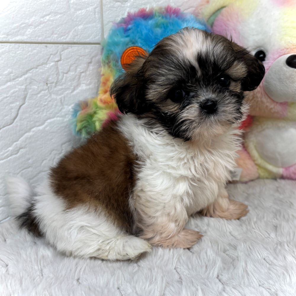 兵庫県のシーズー (犬の家＆猫の里ゆめタウン姫路店/2026年2月21日生まれ/女の子/ゴールドホワイト)の子犬の3枚目の画像