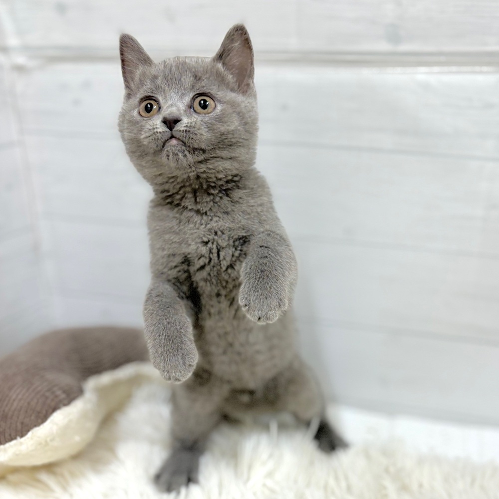 愛知県のブリティッシュショートヘアー (犬の家＆猫の里豊田店/2026年2月19日生まれ/女の子/ブルー)の子猫の3枚目の画像