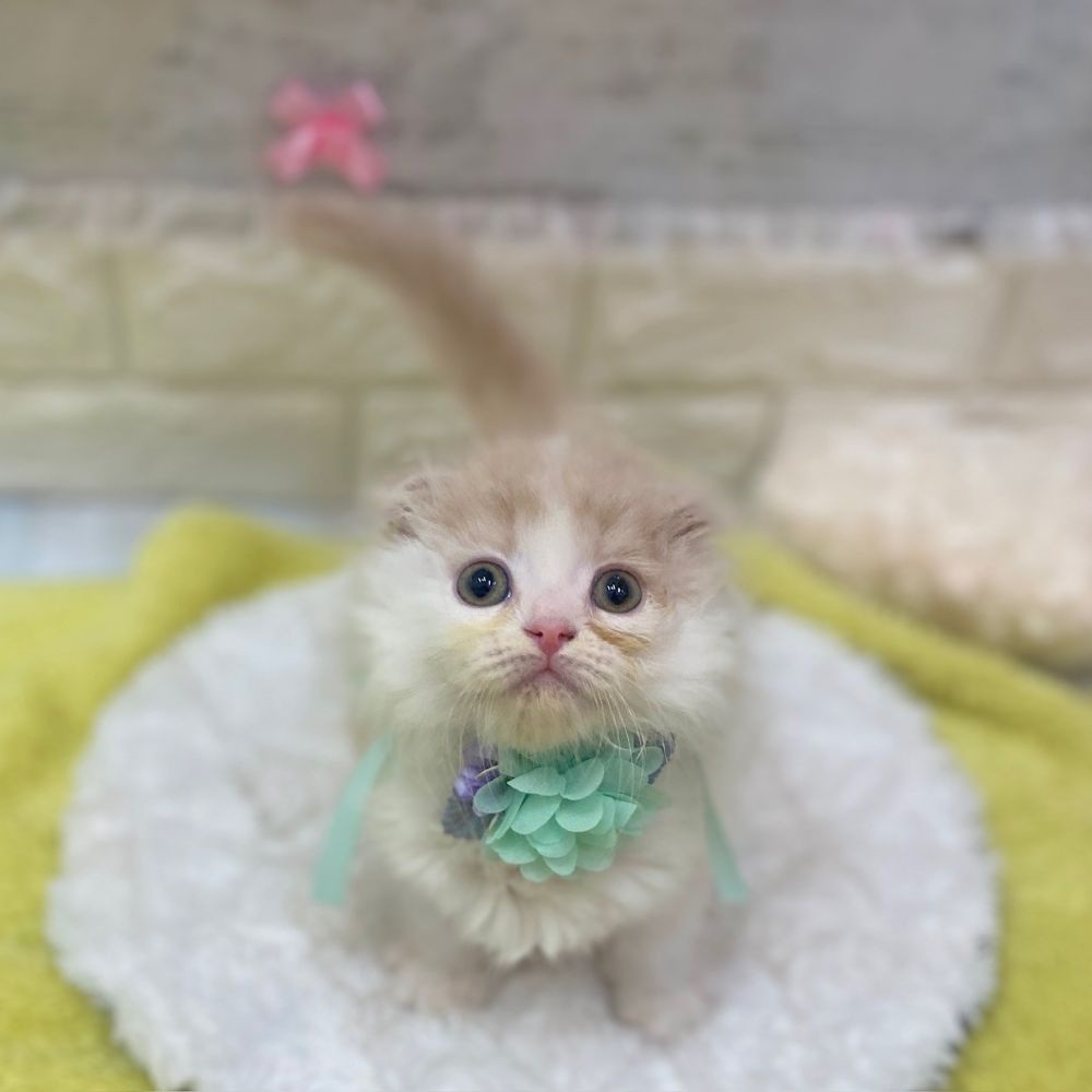 静岡県のスコティッシュフォールド (犬の家＆猫の里プレ葉ウォーク浜北店/2026年2月12日生まれ/男の子/クリームタビーホワイト)の子猫の1枚目の画像