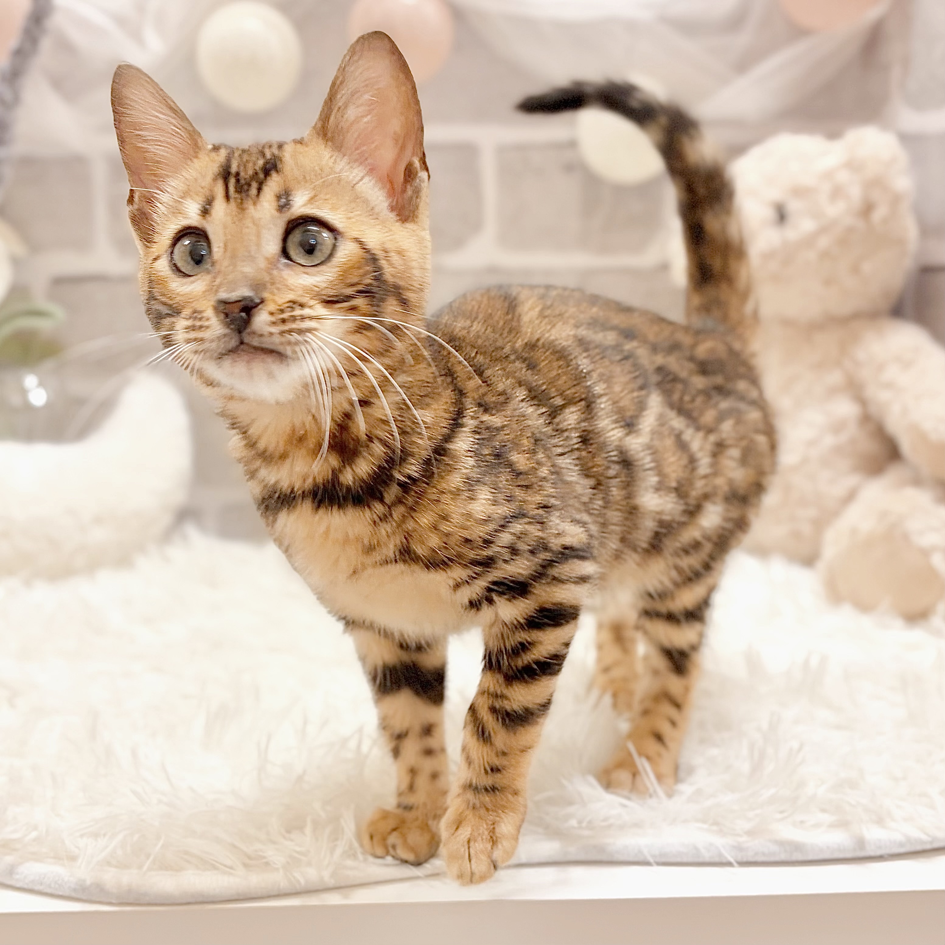 兵庫県のベンガル (犬の家＆猫の里神戸店/2026年2月16日生まれ/女の子/ブラウンスポットタビー)の子猫の3枚目の画像