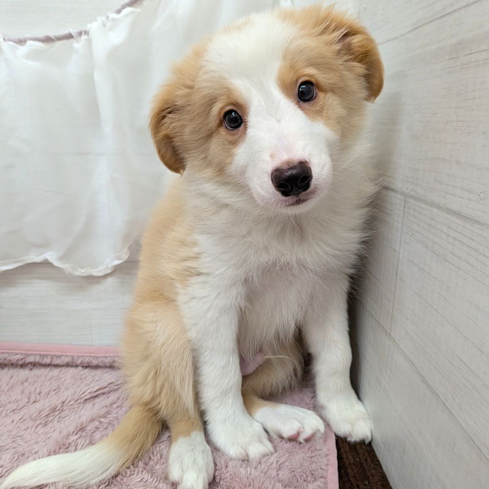 愛知県のボーダーコリー (犬の家＆猫の里碧南店/2026年2月19日生まれ/男の子/レッドホワイト)の子犬の3枚目の画像