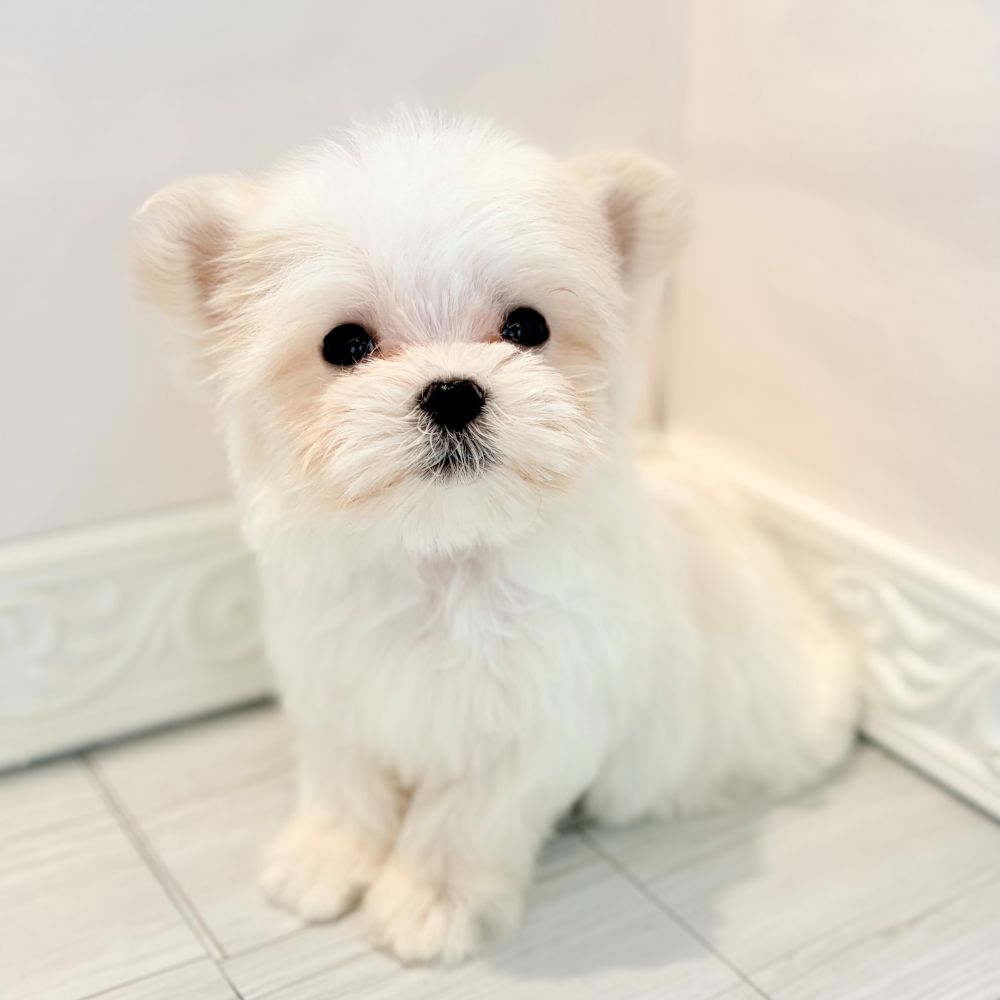 愛知県のマルチーズ (犬の家＆猫の里春日井本店/2026年2月21日生まれ/男の子/ホワイト)の子犬の3枚目の画像