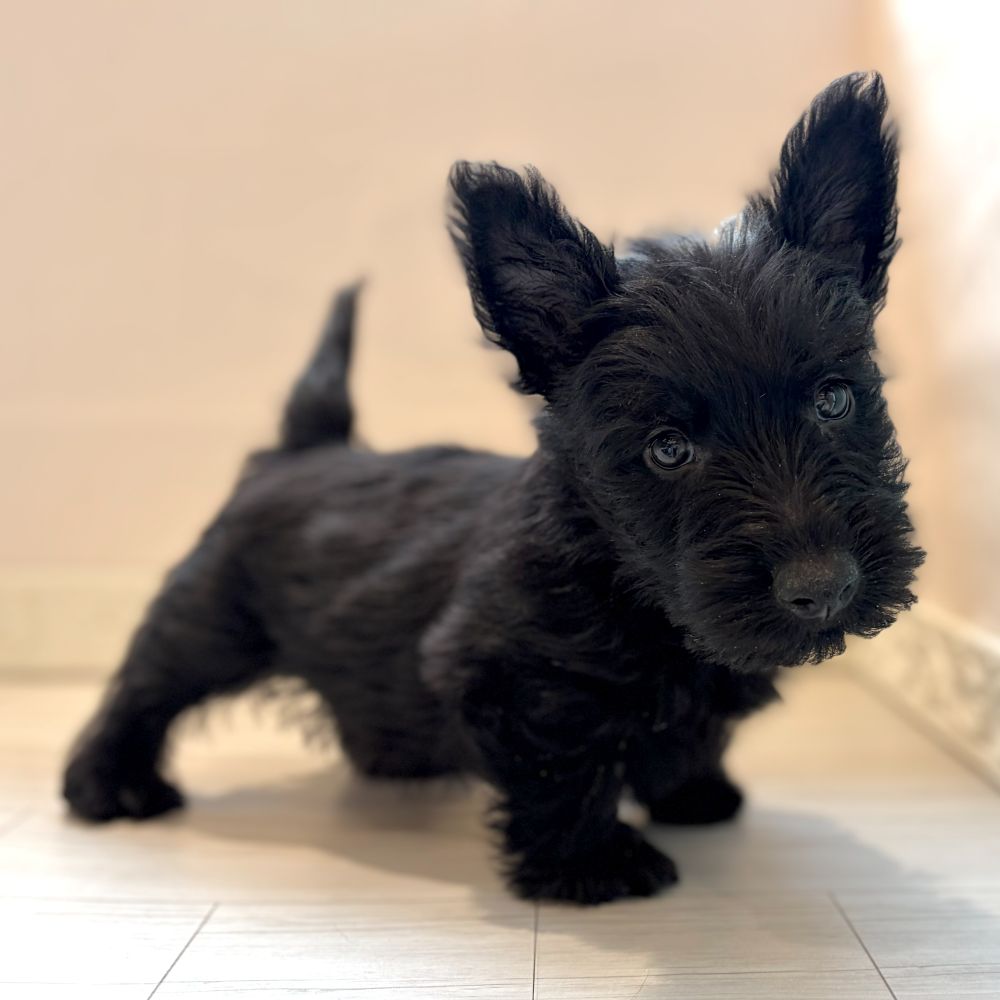 兵庫県のスコティッシュテリア (犬の家＆猫の里川西店/2026年2月21日生まれ/男の子/ブラック)の子犬の3枚目の画像
